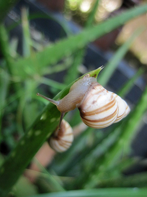 Canon PowerShot SD780 IS (Digital IXUS 100 IS / IXY Digital 210 IS) sample photo. Macro caracola photography