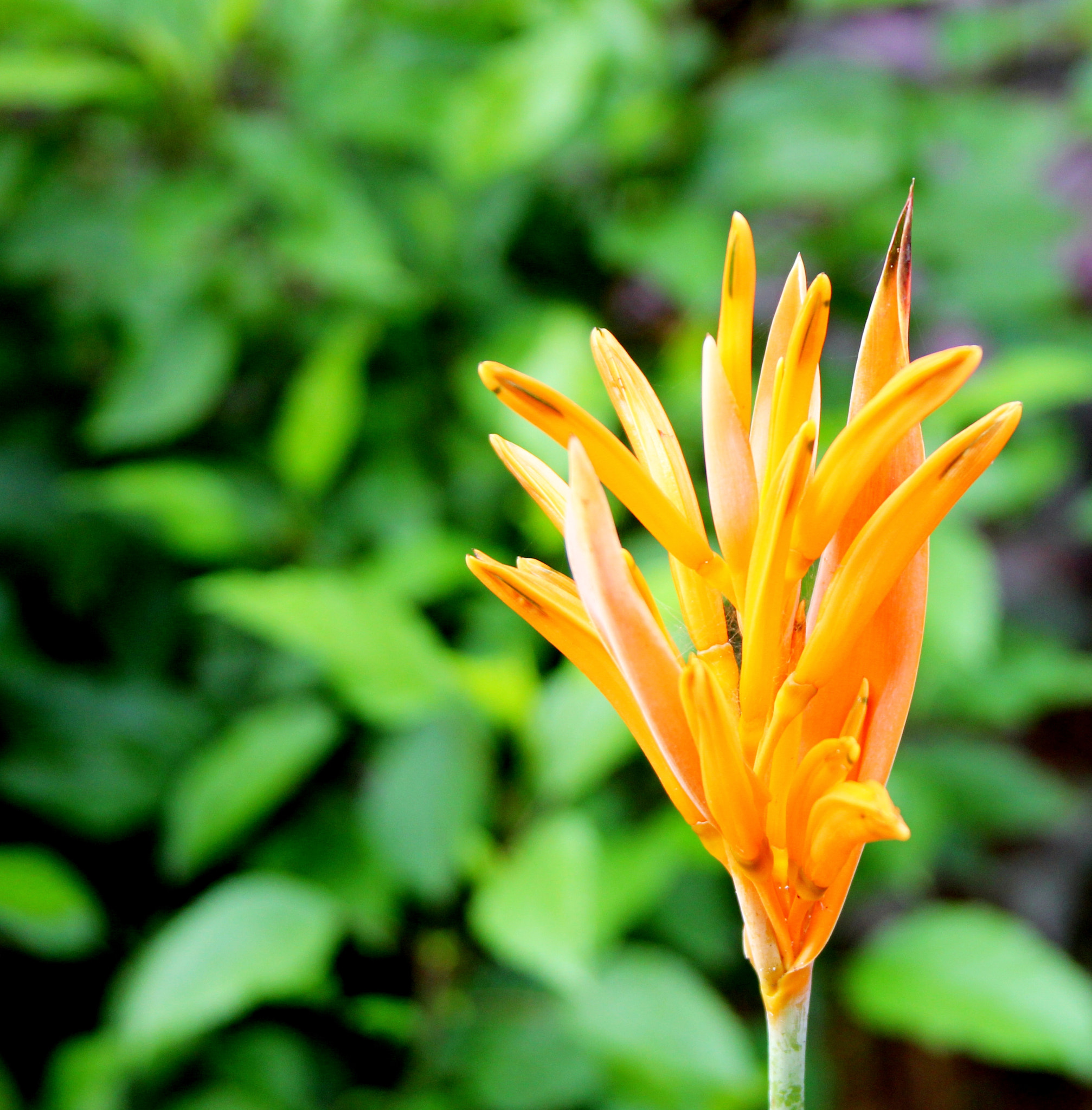 Canon EF 28-135mm F3.5-5.6 IS USM sample photo. Yellow garden flower photography