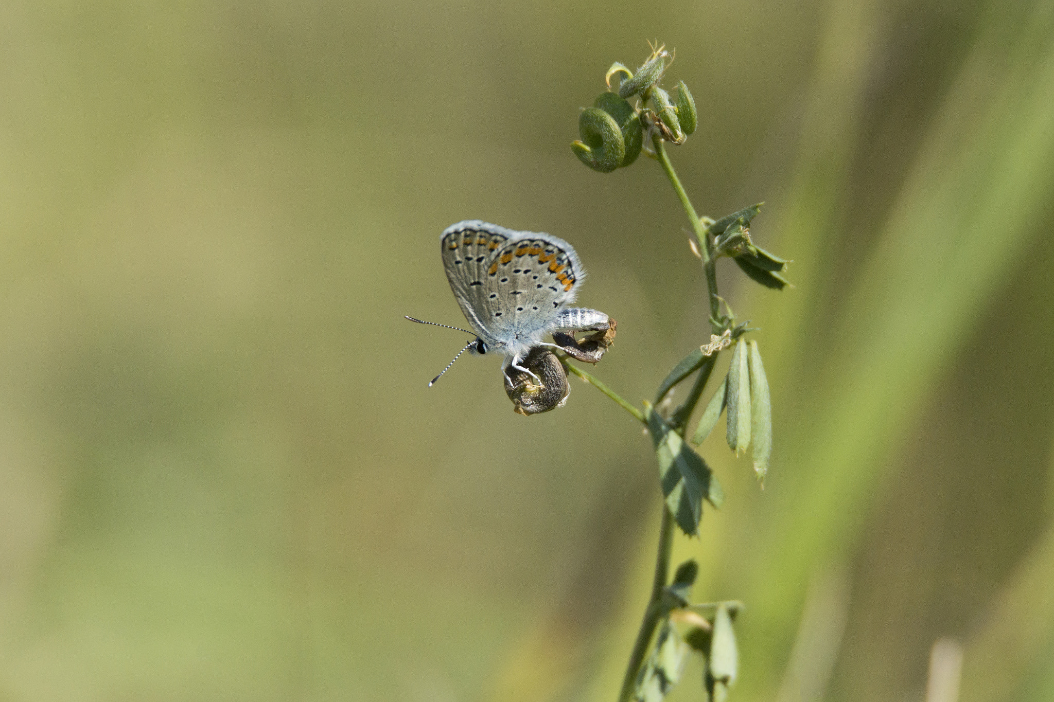 Sony SLT-A77 + Tamron SP 150-600mm F5-6.3 Di VC USD sample photo. Melissa blue photography