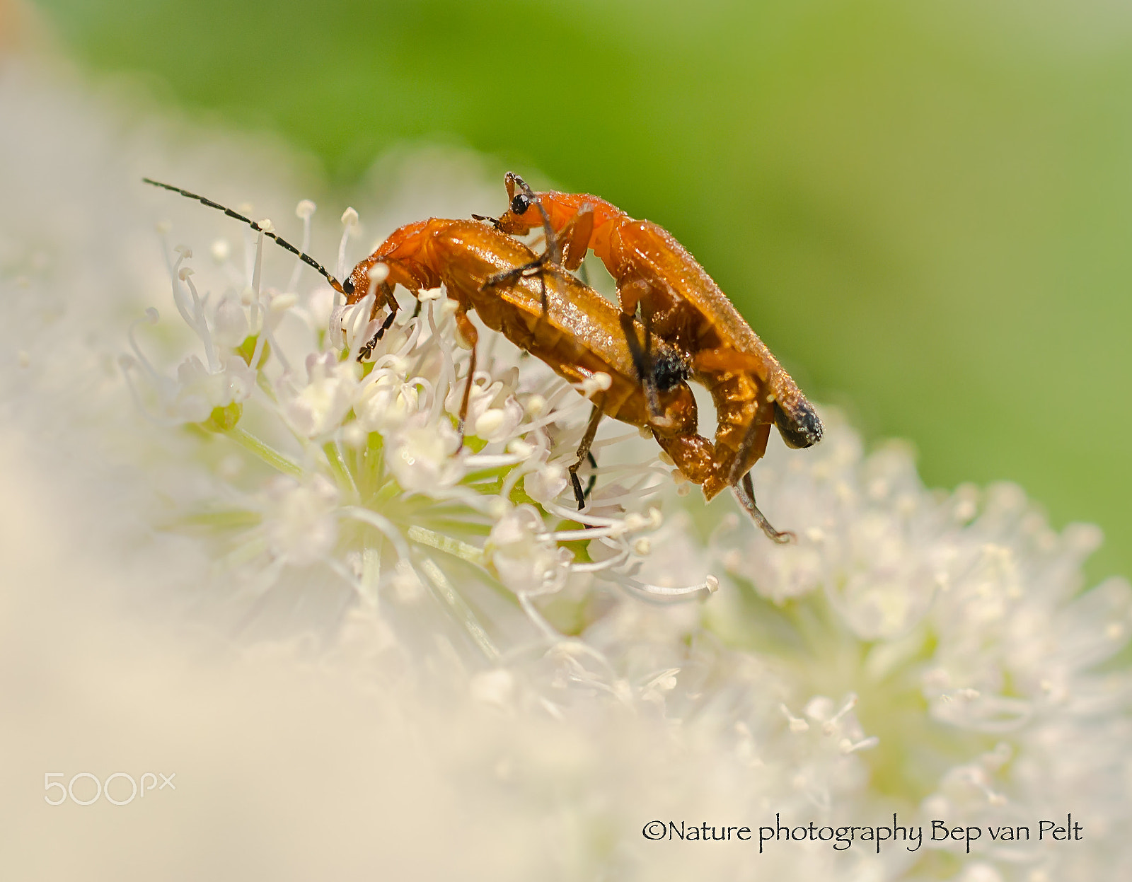 Nikon D7000 + Sigma 50mm F2.8 EX DG Macro sample photo. Mating soldier beetles at a sunny afternoon photography