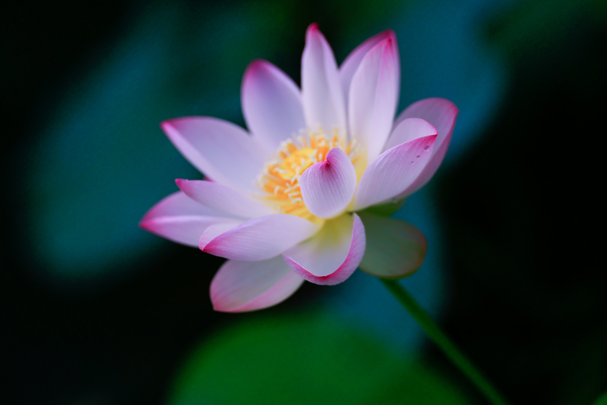 Canon EOS-1D X + Canon EF 200mm F2L IS USM sample photo