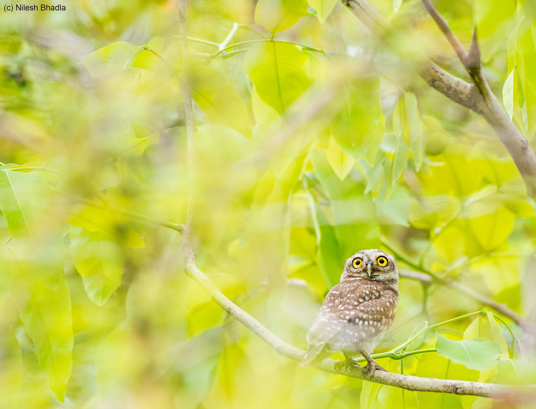 Nikon AF-S Nikkor 200-500mm F5.6E ED VR sample photo. Spotted owlet  photography