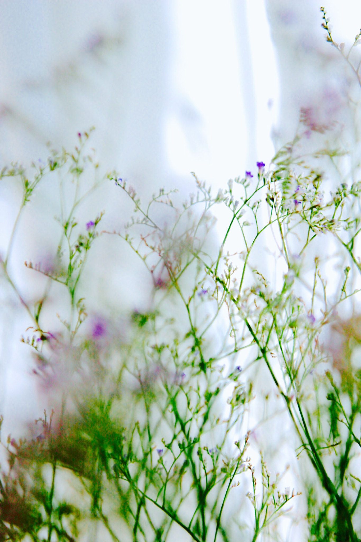 Canon EOS 600D (Rebel EOS T3i / EOS Kiss X5) sample photo. Statice photography