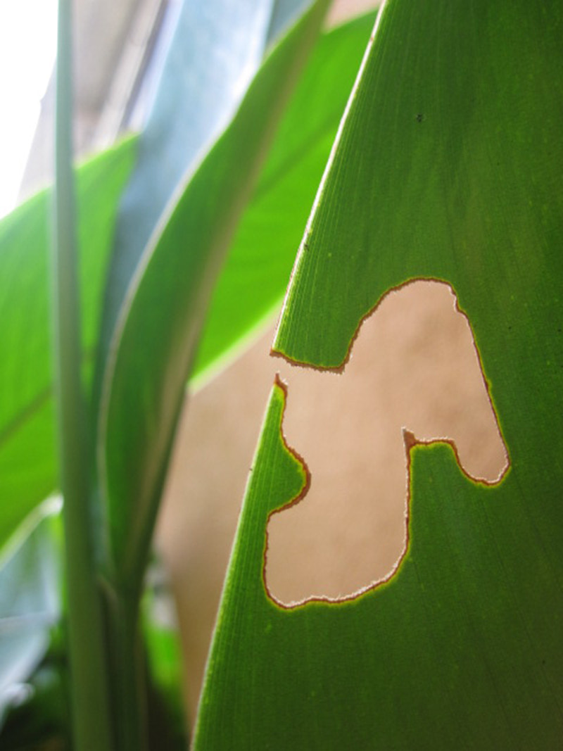 Canon PowerShot SD780 IS (Digital IXUS 100 IS / IXY Digital 210 IS) sample photo. Leaf eater ant photography