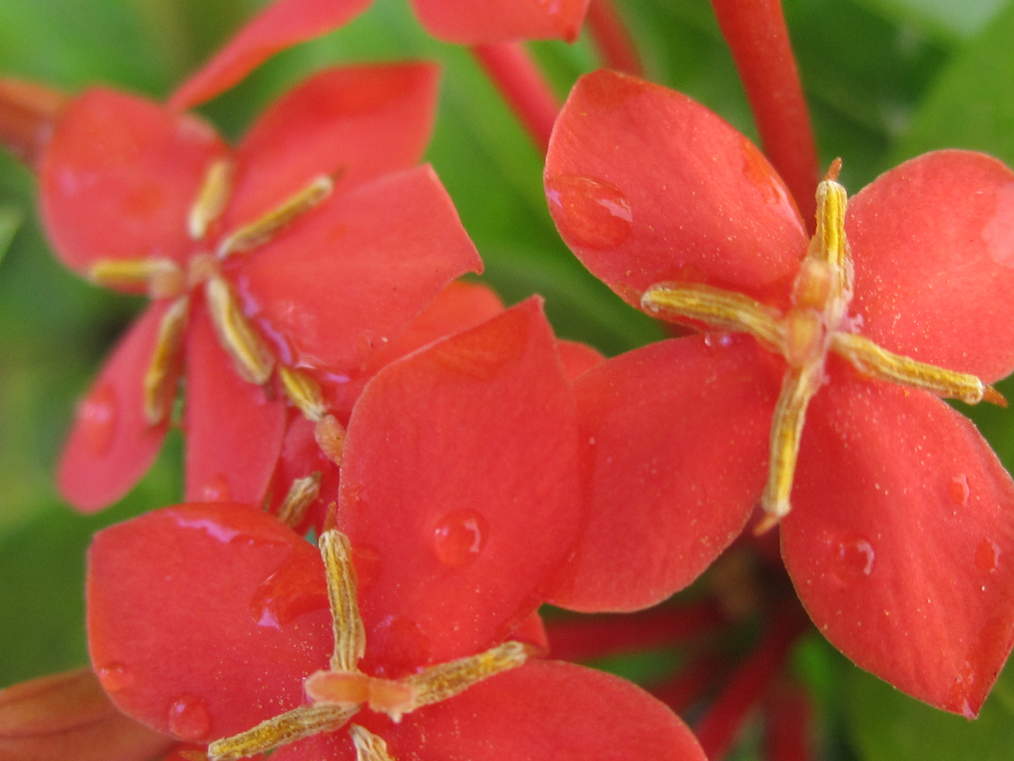 Canon PowerShot SD780 IS (Digital IXUS 100 IS / IXY Digital 210 IS) sample photo. Flor ixora roja photography