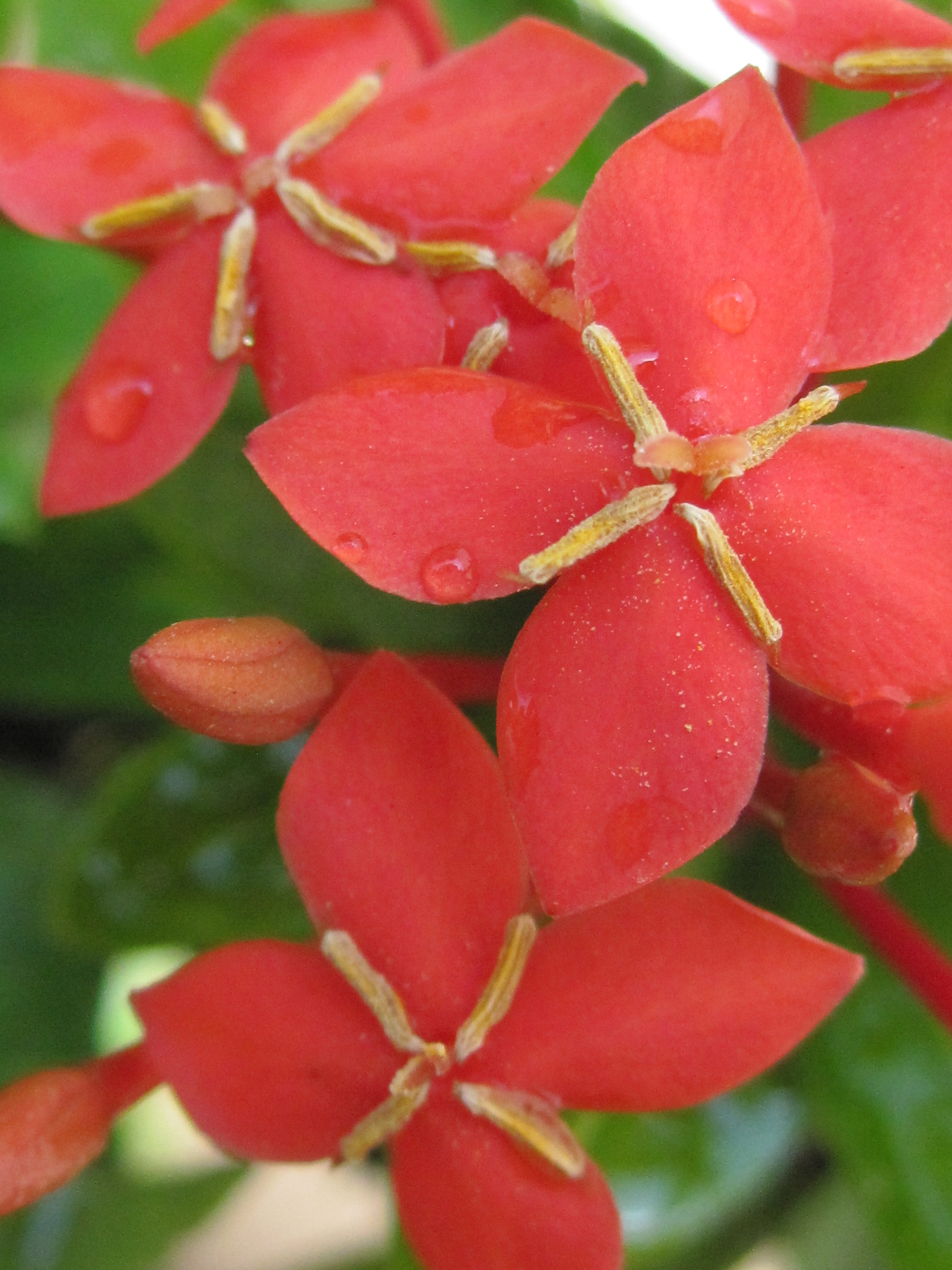 Canon PowerShot SD780 IS (Digital IXUS 100 IS / IXY Digital 210 IS) sample photo. Flor ixora roja photography