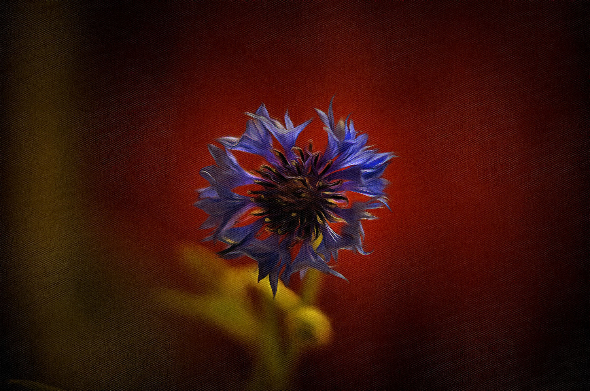 Sony SLT-A57 + Sony DT 50mm F1.8 SAM sample photo. A flower on a dark background photography