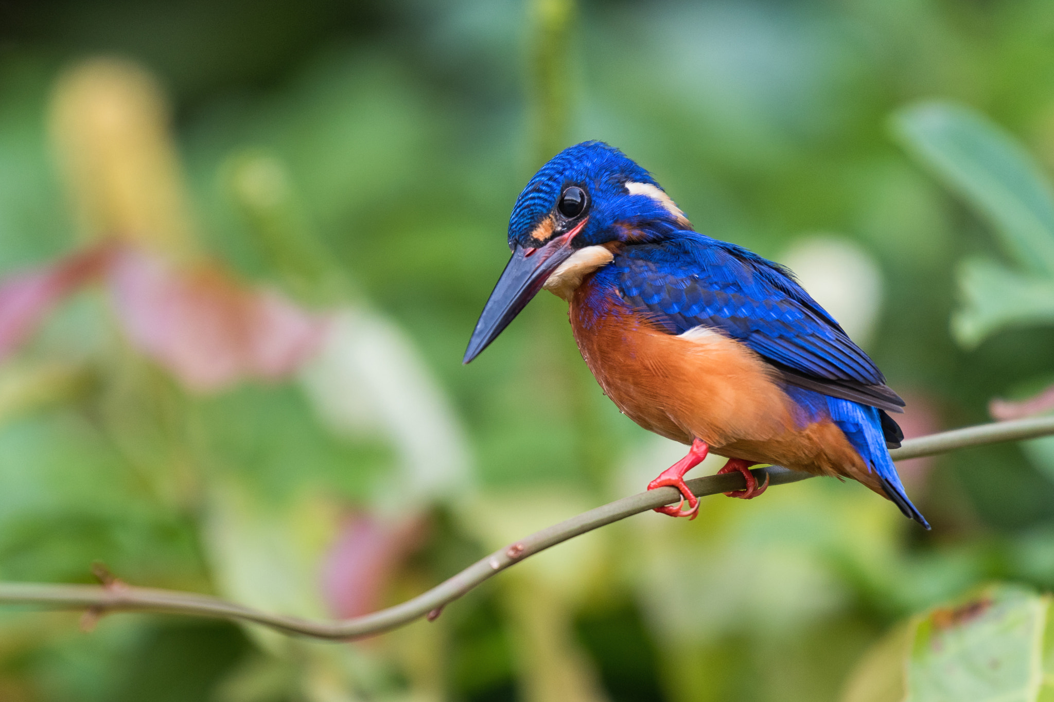 Nikon D500 sample photo. Blue-eared kingfisher photography