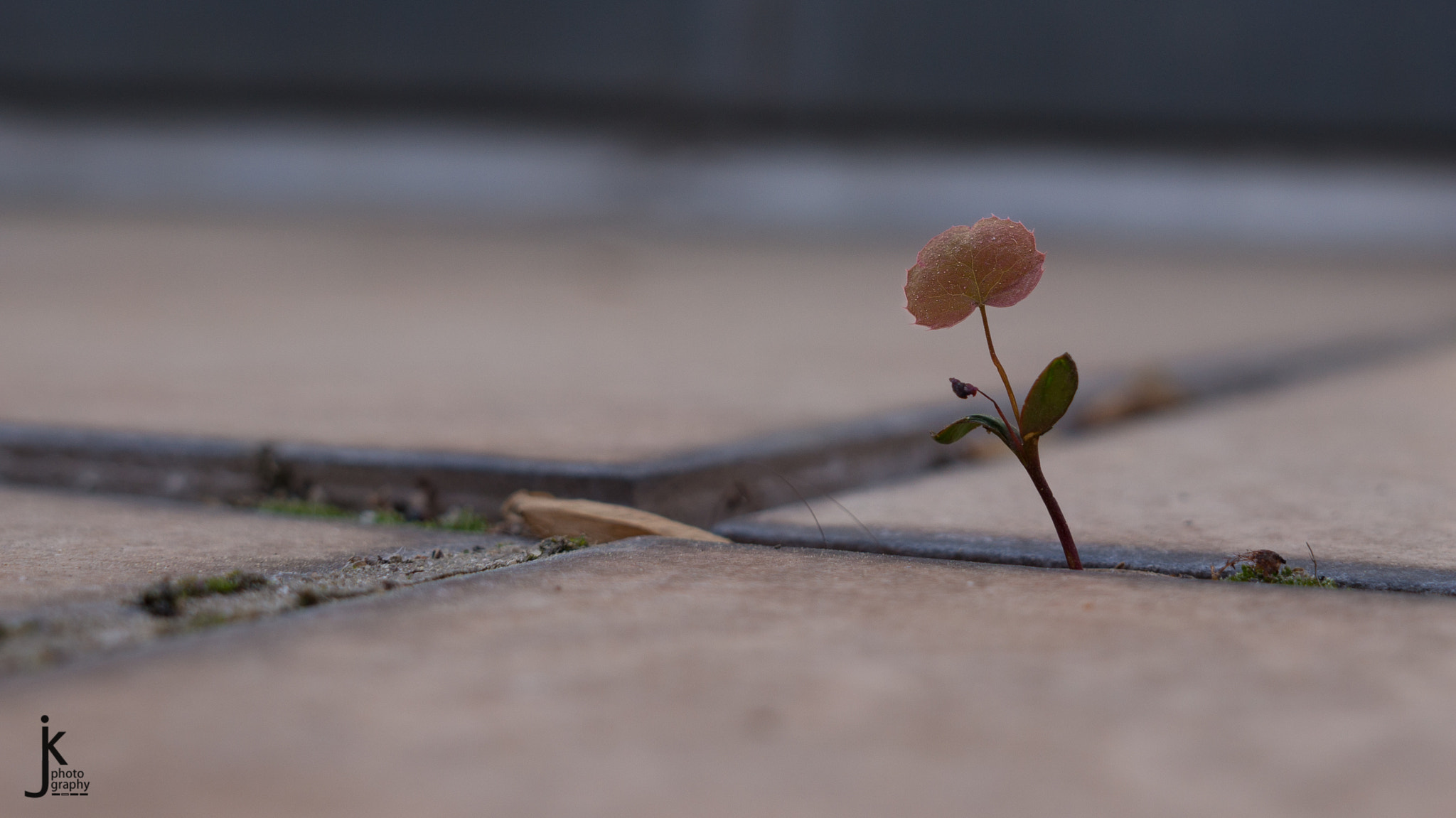 Sony Alpha NEX-5R + Sigma 30mm F2.8 EX DN sample photo. Kleine blume photography