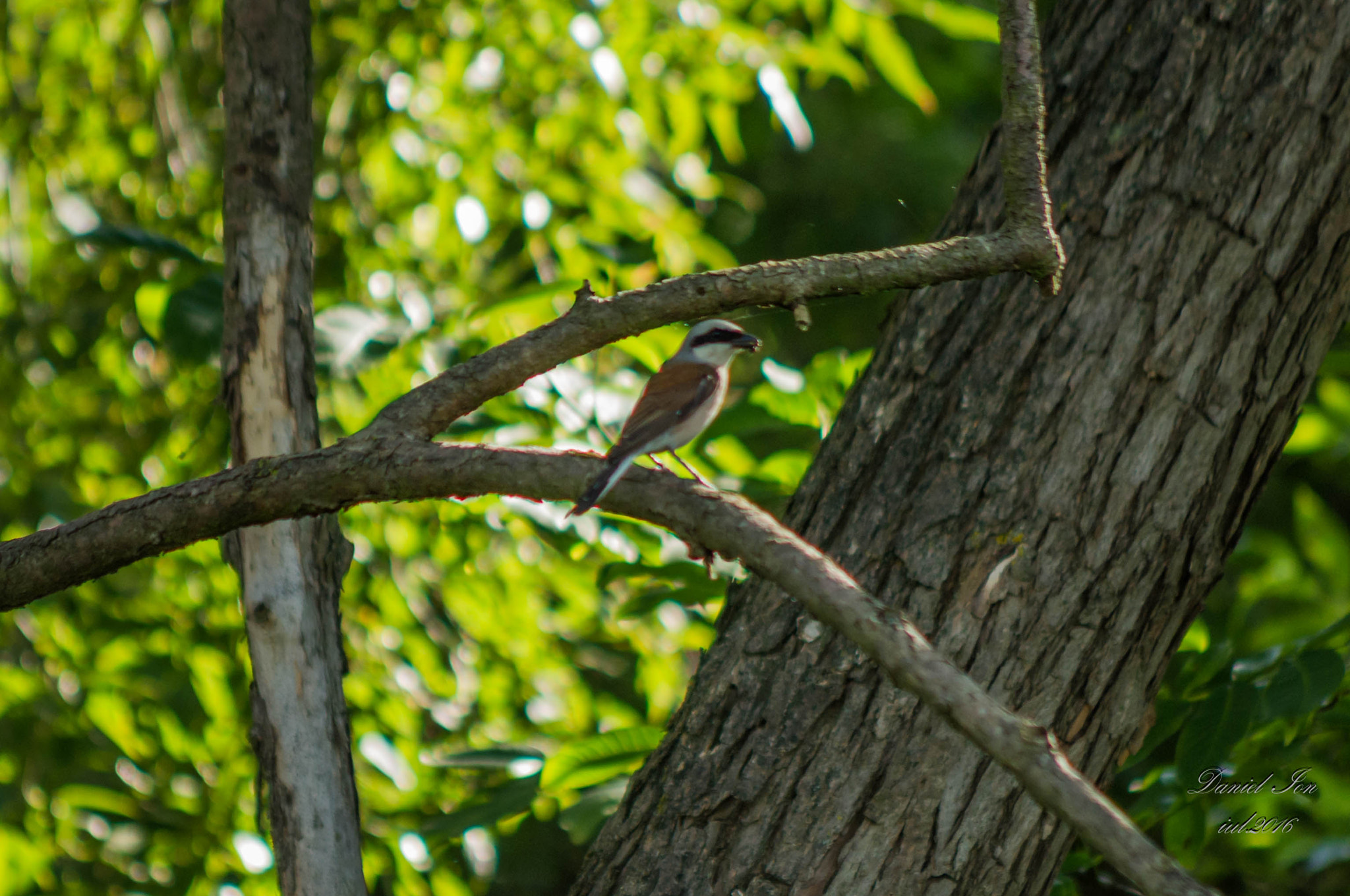 smc PENTAX-FA 80-320mm F4.5-5.6 sample photo. Lanius collurio photography