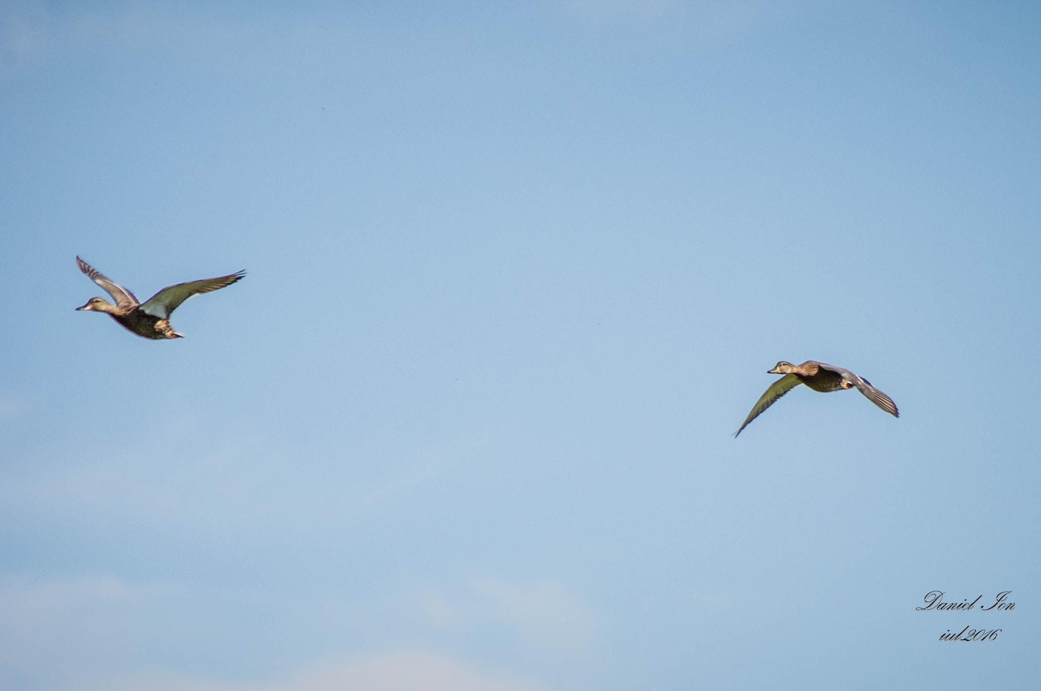 smc PENTAX-FA 80-320mm F4.5-5.6 sample photo. Anas platyrhynchos photography