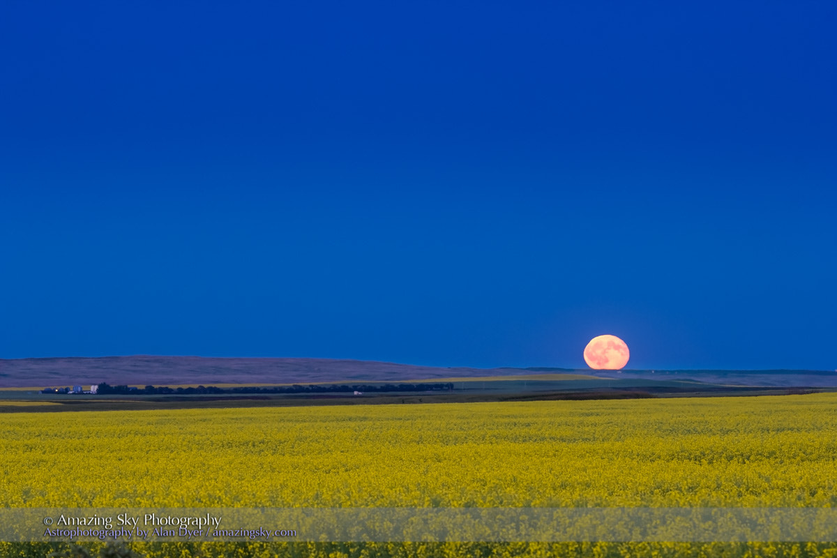 Canon EOS 60D + Canon EF 135mm F2L USM sample photo. Canola moon photography