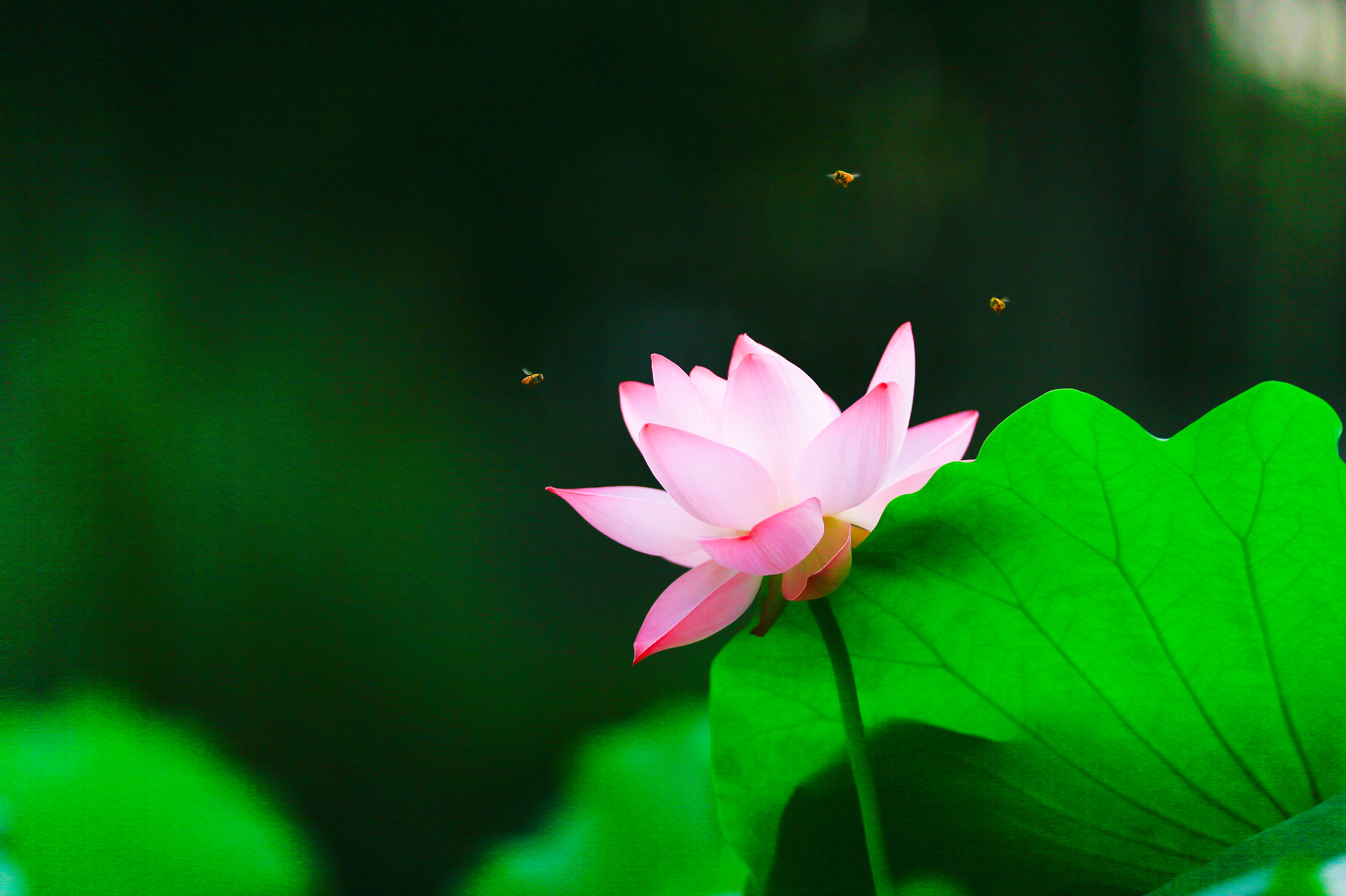 Canon EOS-1D X + Canon EF 200mm F2L IS USM sample photo