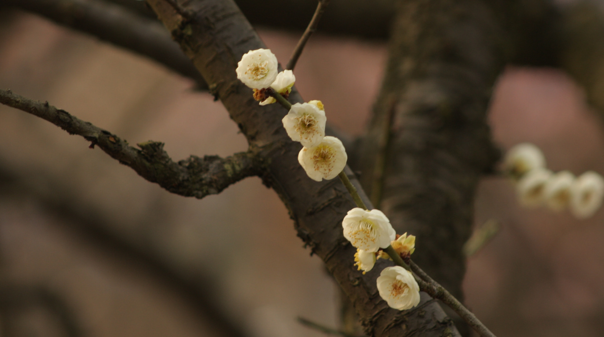 Canon EOS 40D + EF75-300mm f/4-5.6 sample photo. Flowers of shanghai in spring photography