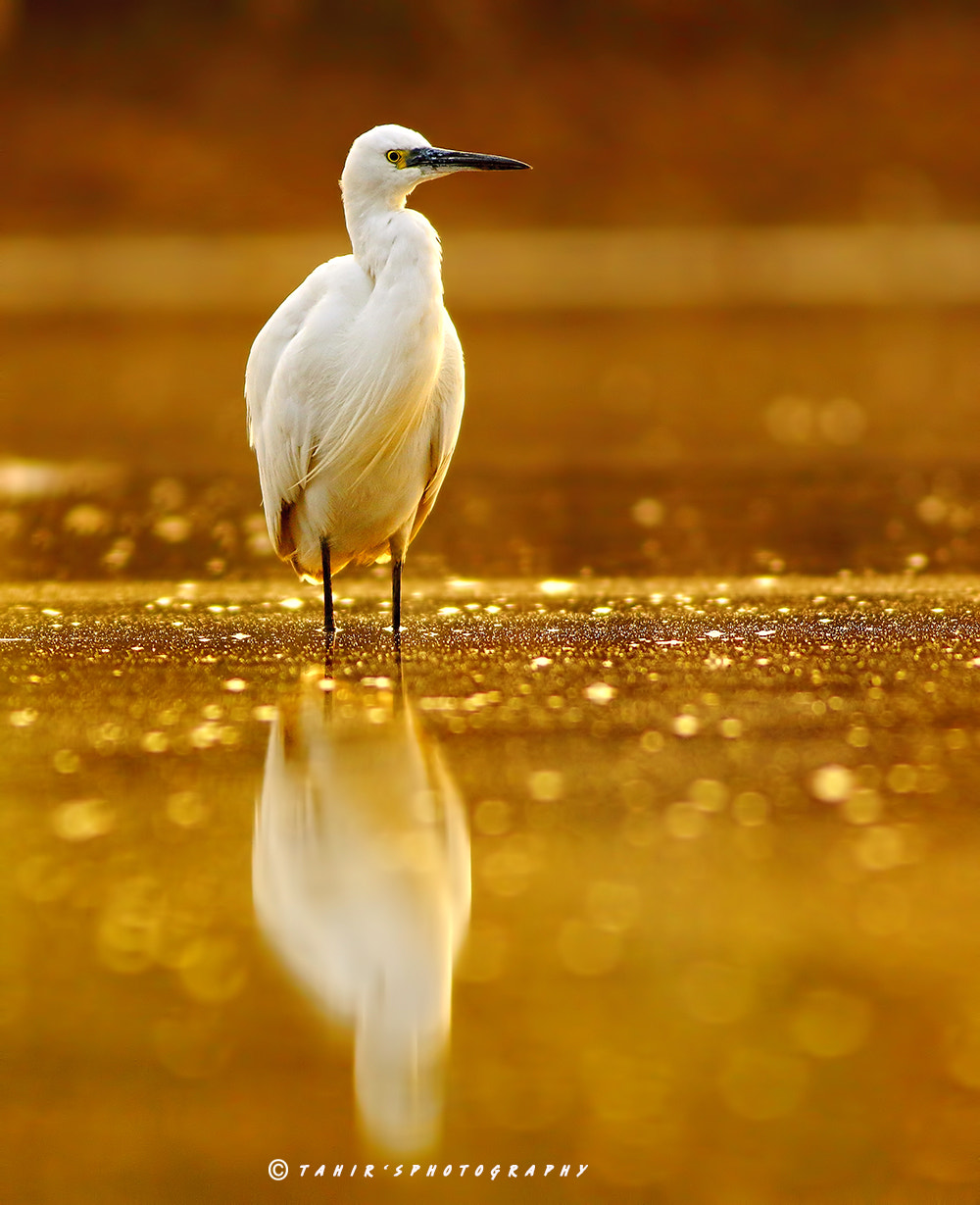 Canon EF 400mm F5.6L USM sample photo. Sunrise this morning photography