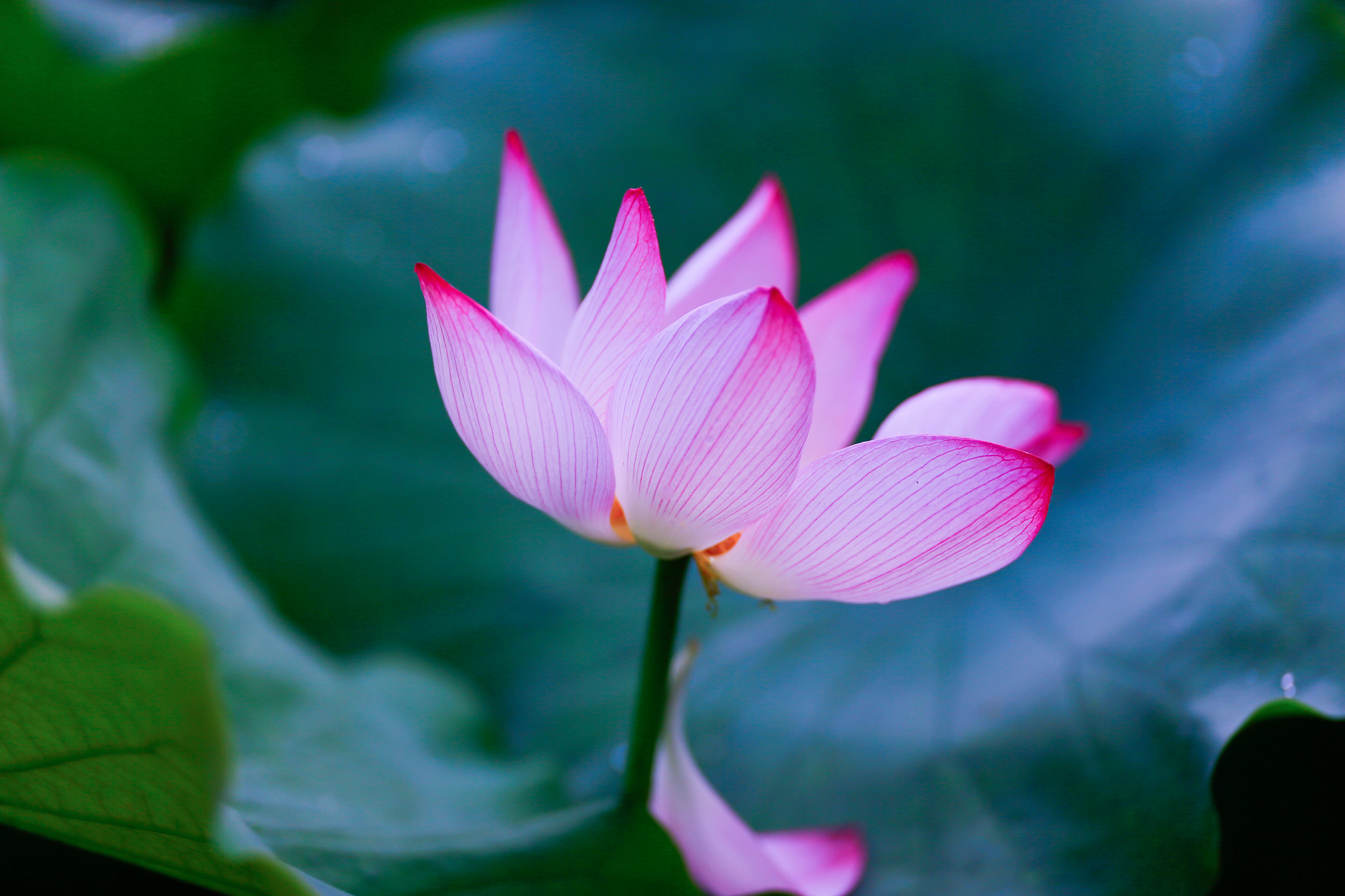 Canon EOS-1D X + Canon EF 200mm F2L IS USM sample photo