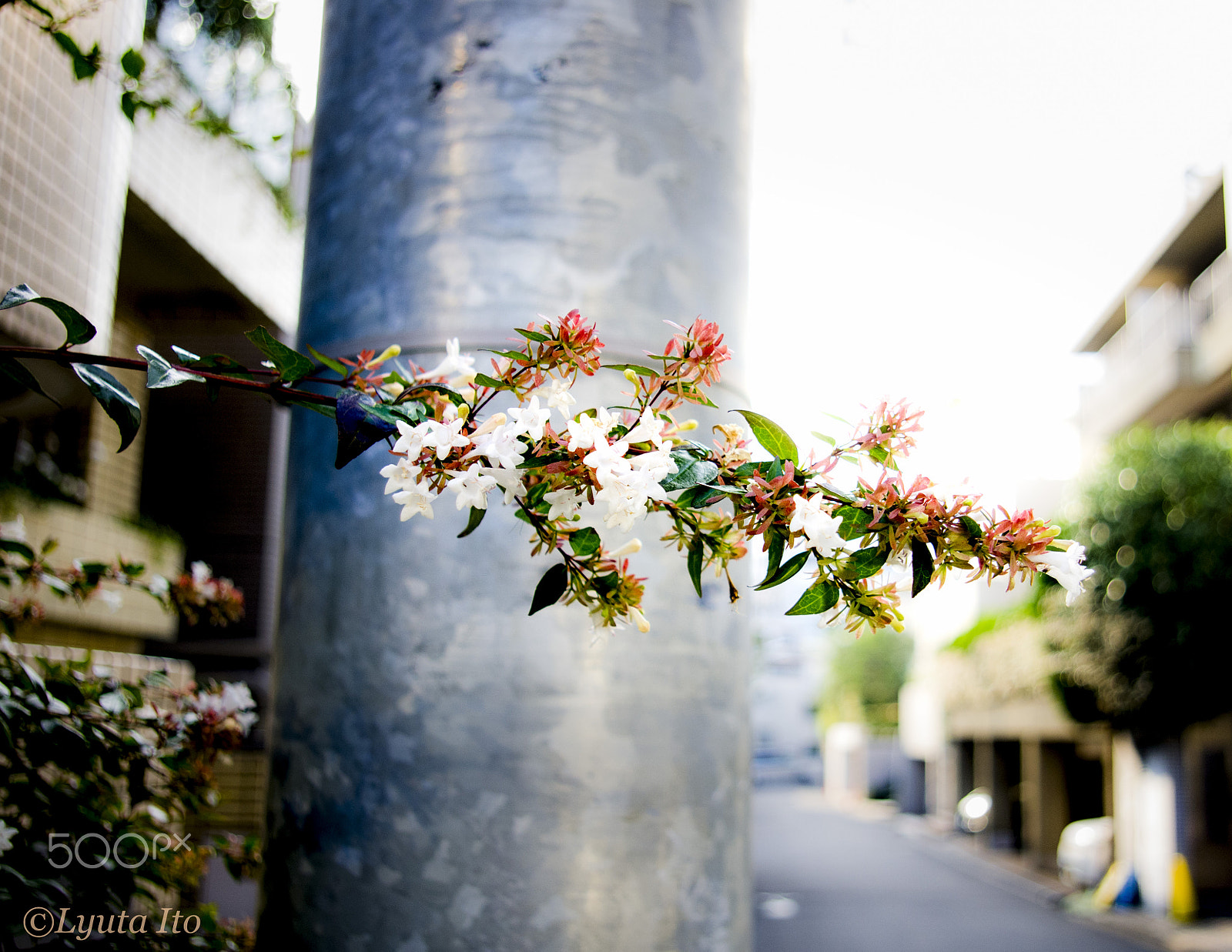 Pentax smc DA 18-55mm F3.5-5.6 AL sample photo. Horizontal flowers photography