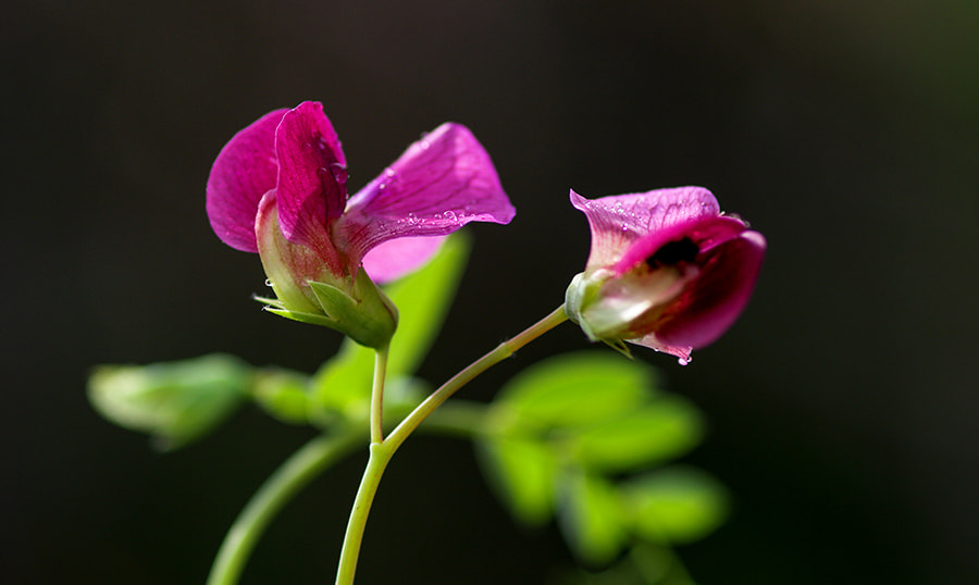 Pentax K20D sample photo. Flowers photography