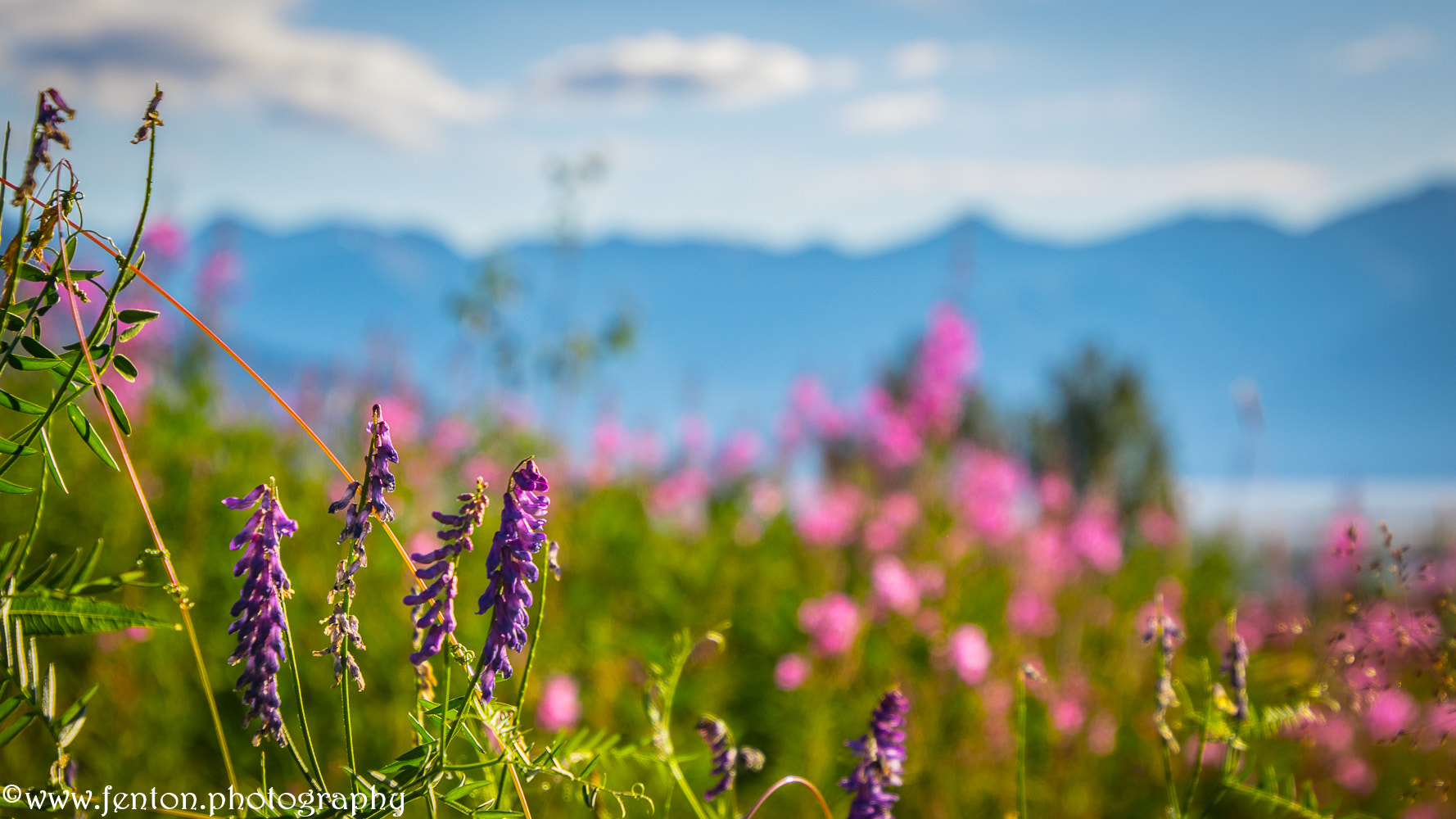 Canon EOS 760D (EOS Rebel T6s / EOS 8000D) sample photo. Purple flowers in alaskan meadow photography