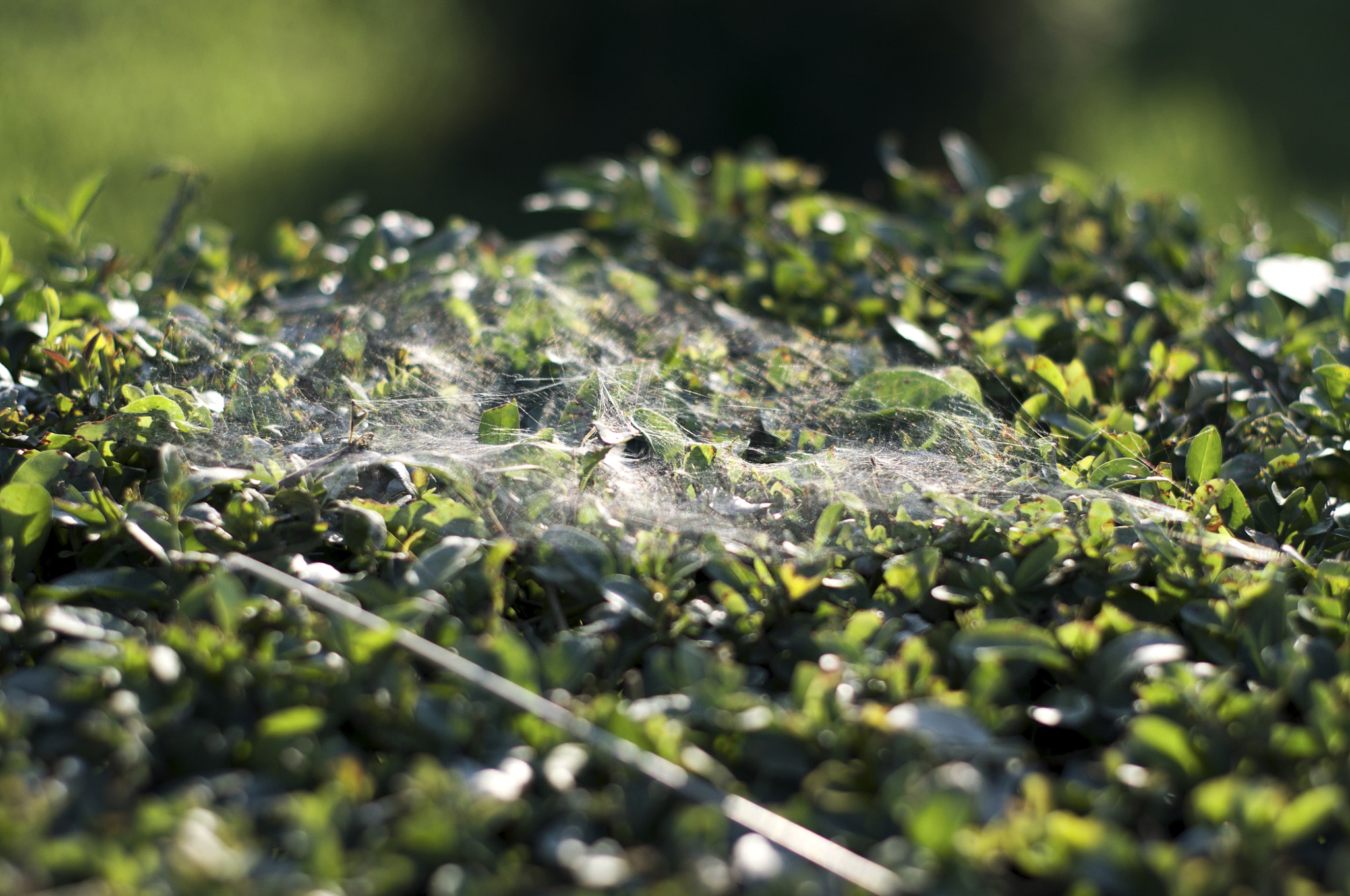 Pentax K-r + Pentax smc FA 50mm F1.4 sample photo. Spiderweb photography