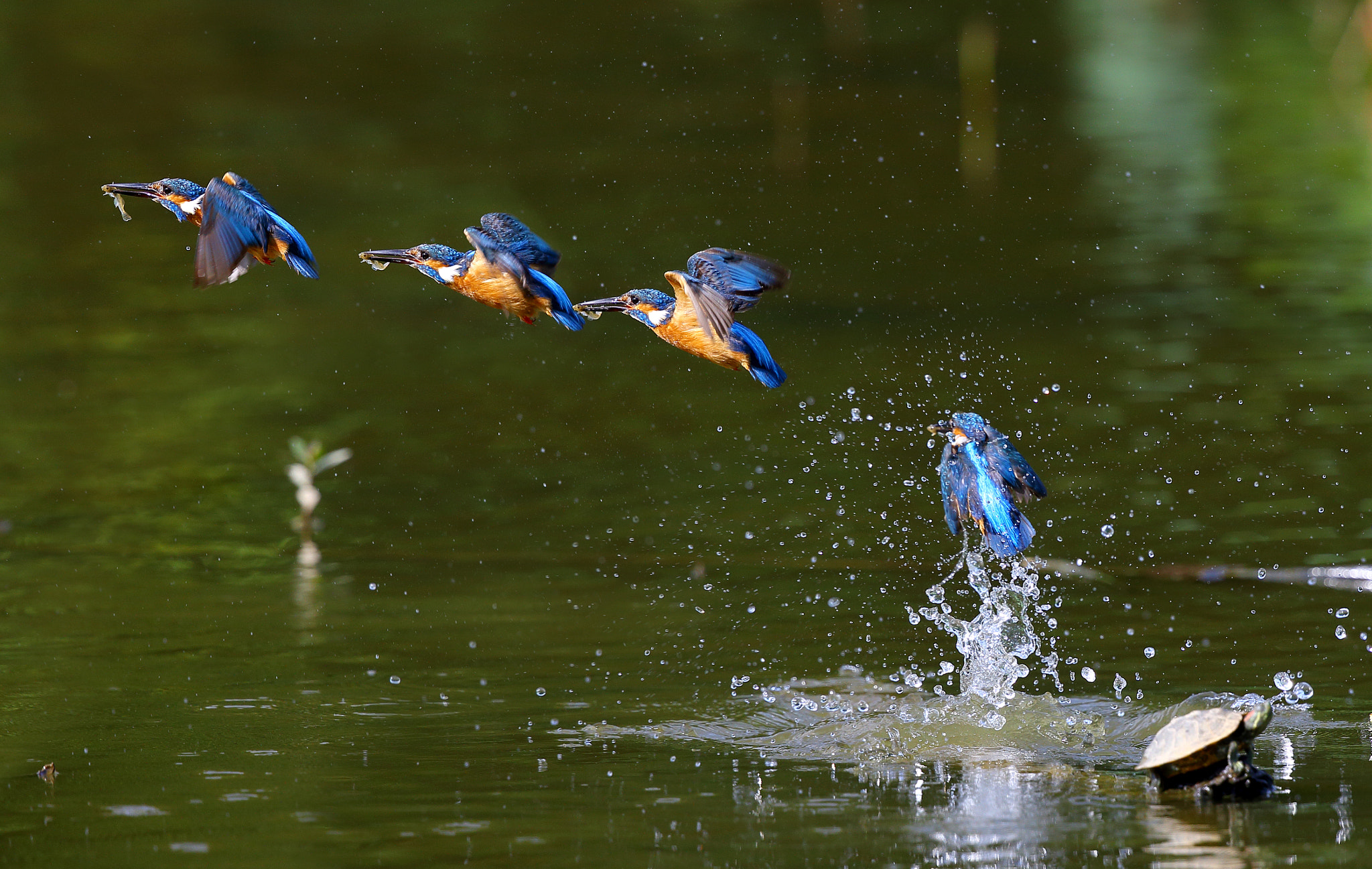 Canon EOS-1D X + Canon EF 300mm F2.8L IS II USM sample photo. The fun of fishing photography