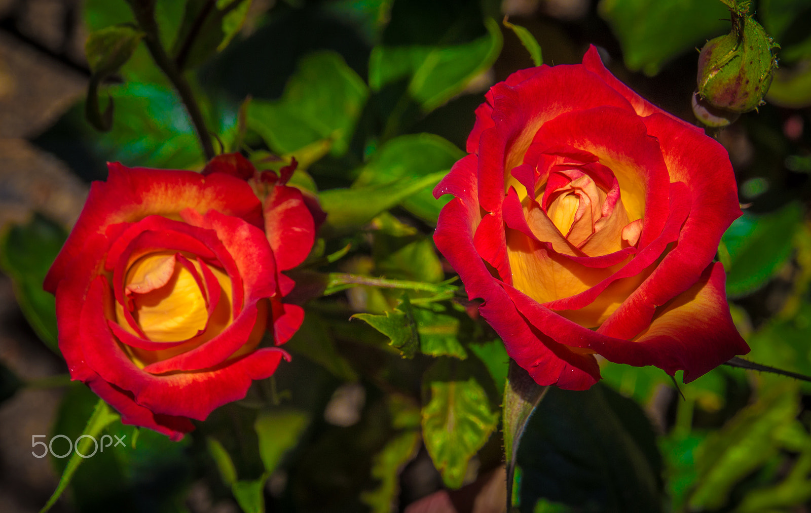 Sony Alpha NEX-5N + Sony E 18-200mm F3.5-6.3 OSS sample photo. Red roses photography