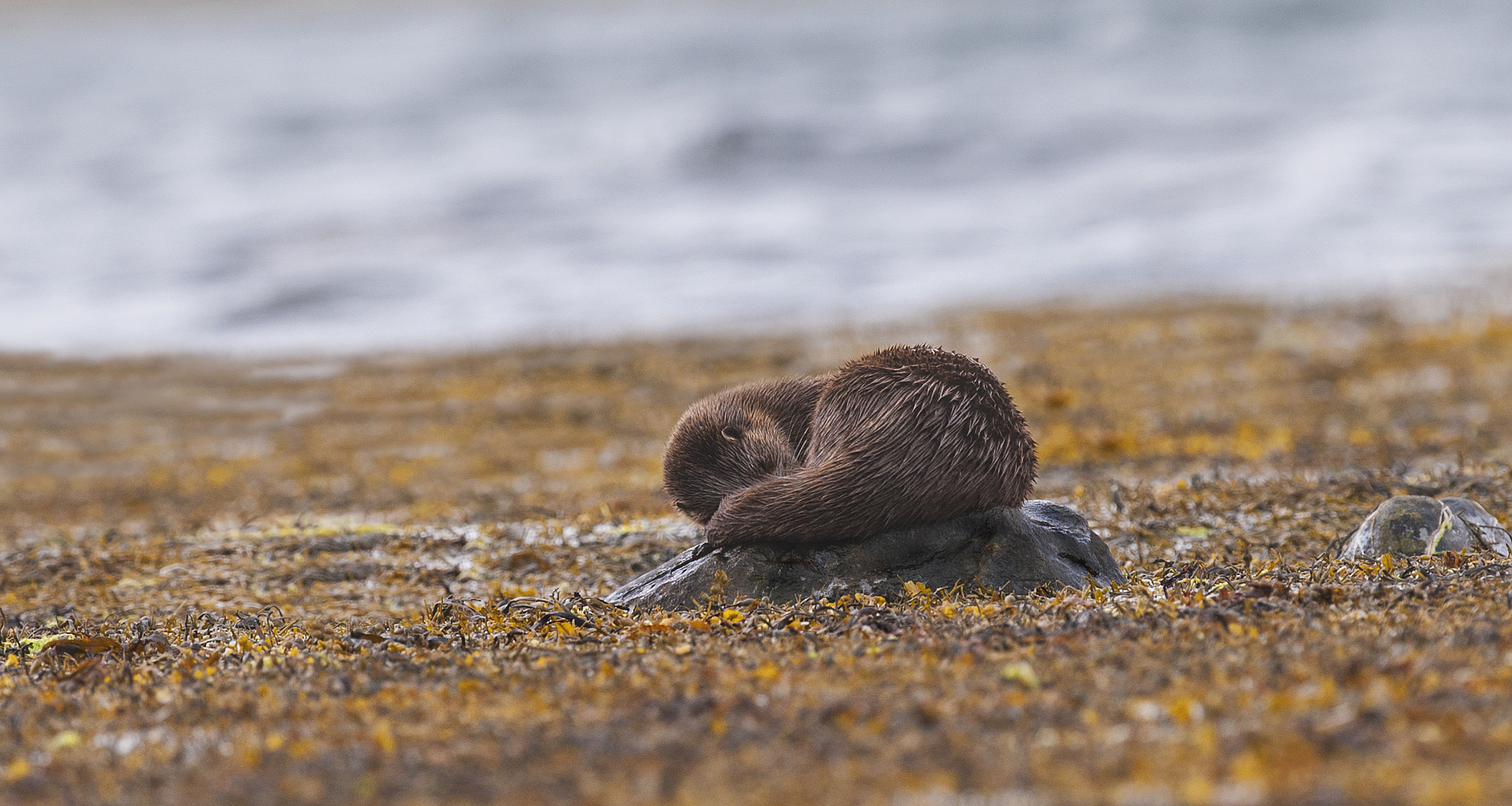 Nikon D700 + Nikon AF-S Nikkor 500mm F4G ED VR sample photo. Nap time photography