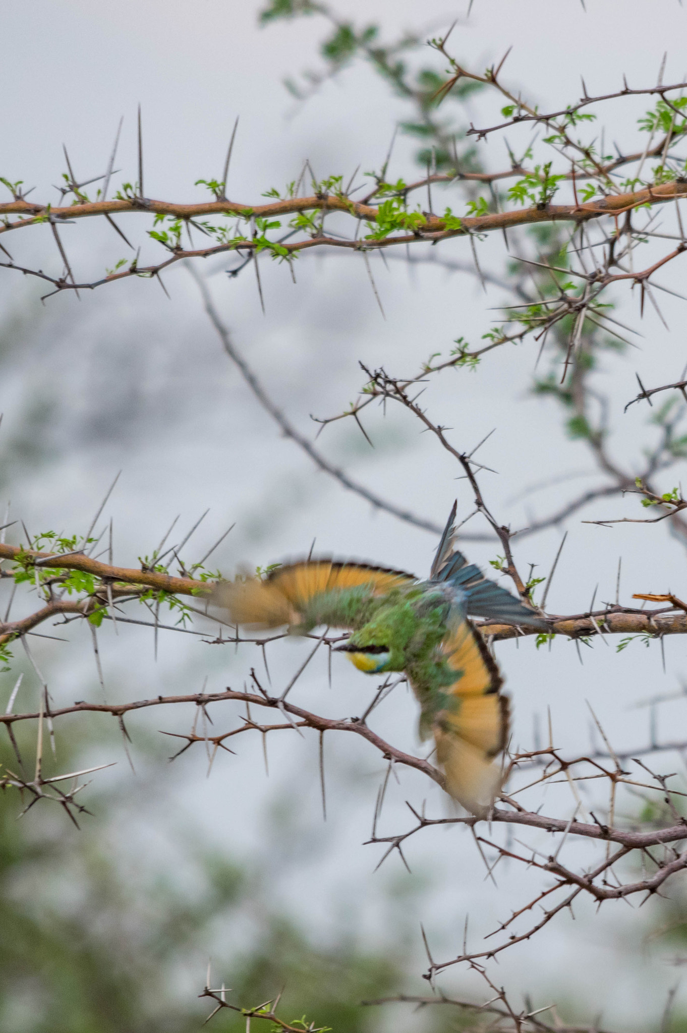 Pentax K-3 sample photo. Swallow-tailed bee-eater photography