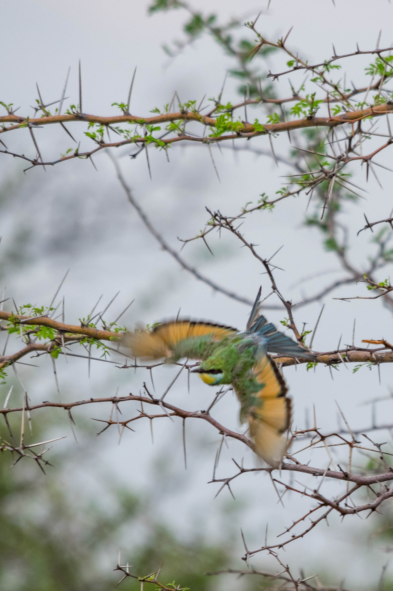 Sigma 70-200mm F2.8 EX DG Macro HSM II sample photo. Swallow-tailed bee-eater photography