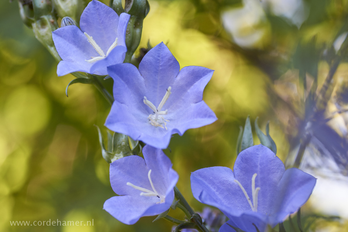 Sony SLT-A77 + Tamron SP AF 90mm F2.8 Di Macro sample photo. Hidden in the garden photography