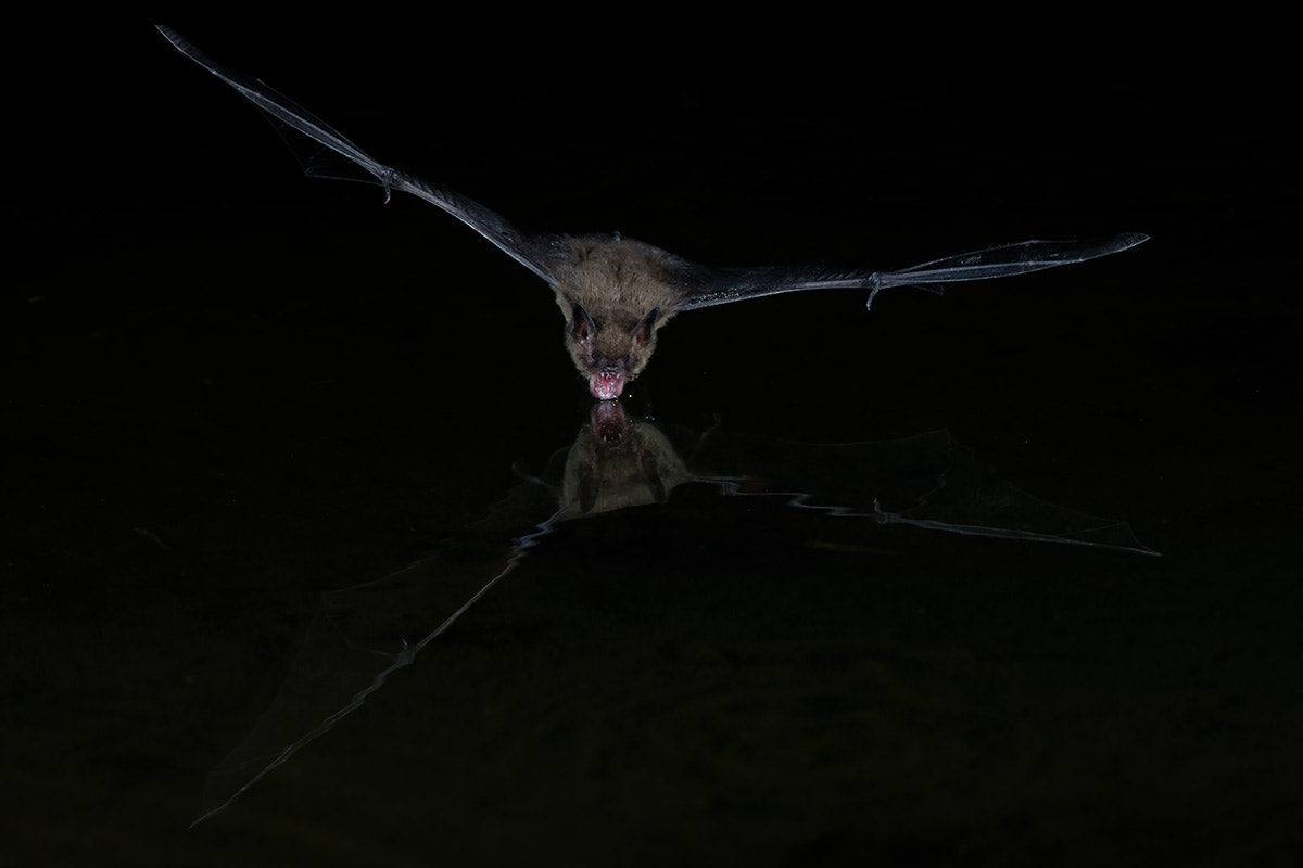 Canon EOS 5DS R + Canon EF 600mm F4L IS II USM sample photo. Bat drinking water photography