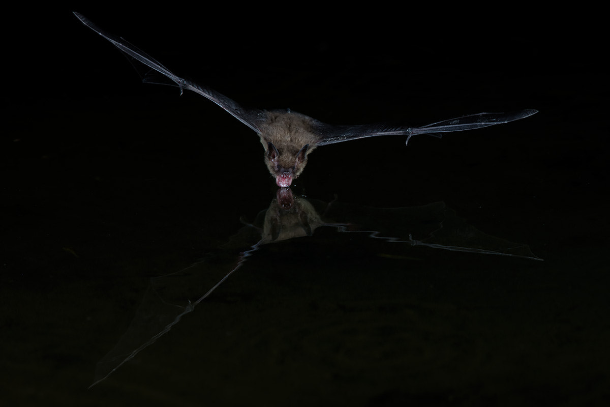 Canon EF 600mm F4L IS II USM sample photo. Bat drinking water photography