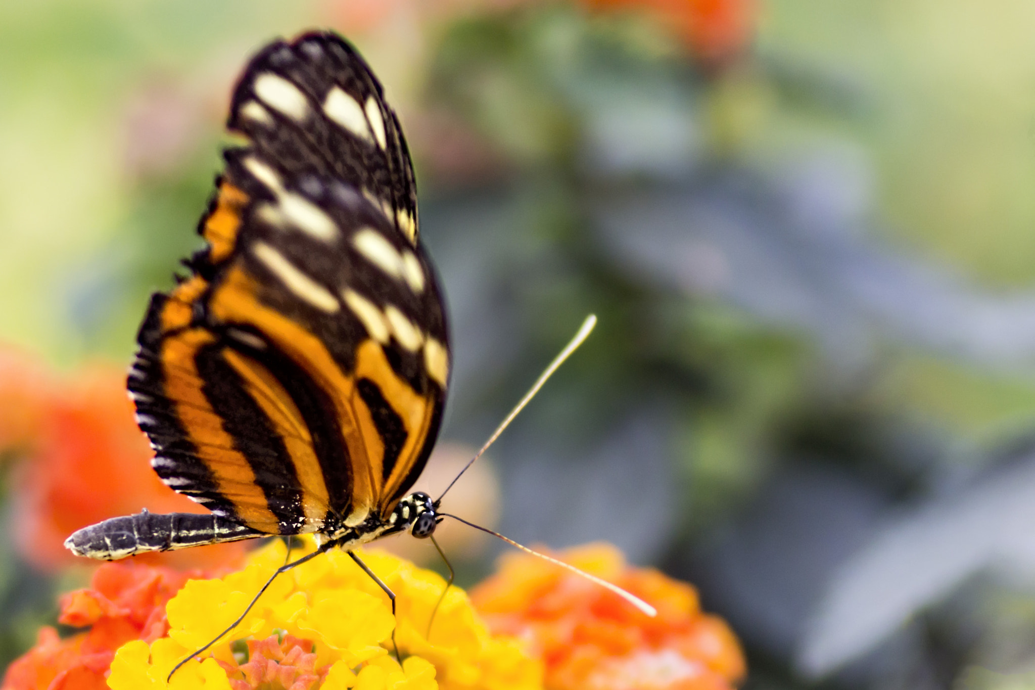 Canon EOS 700D (EOS Rebel T5i / EOS Kiss X7i) + Tamron SP AF 90mm F2.8 Di Macro sample photo. Tyger! tyger! (burning bright) photography