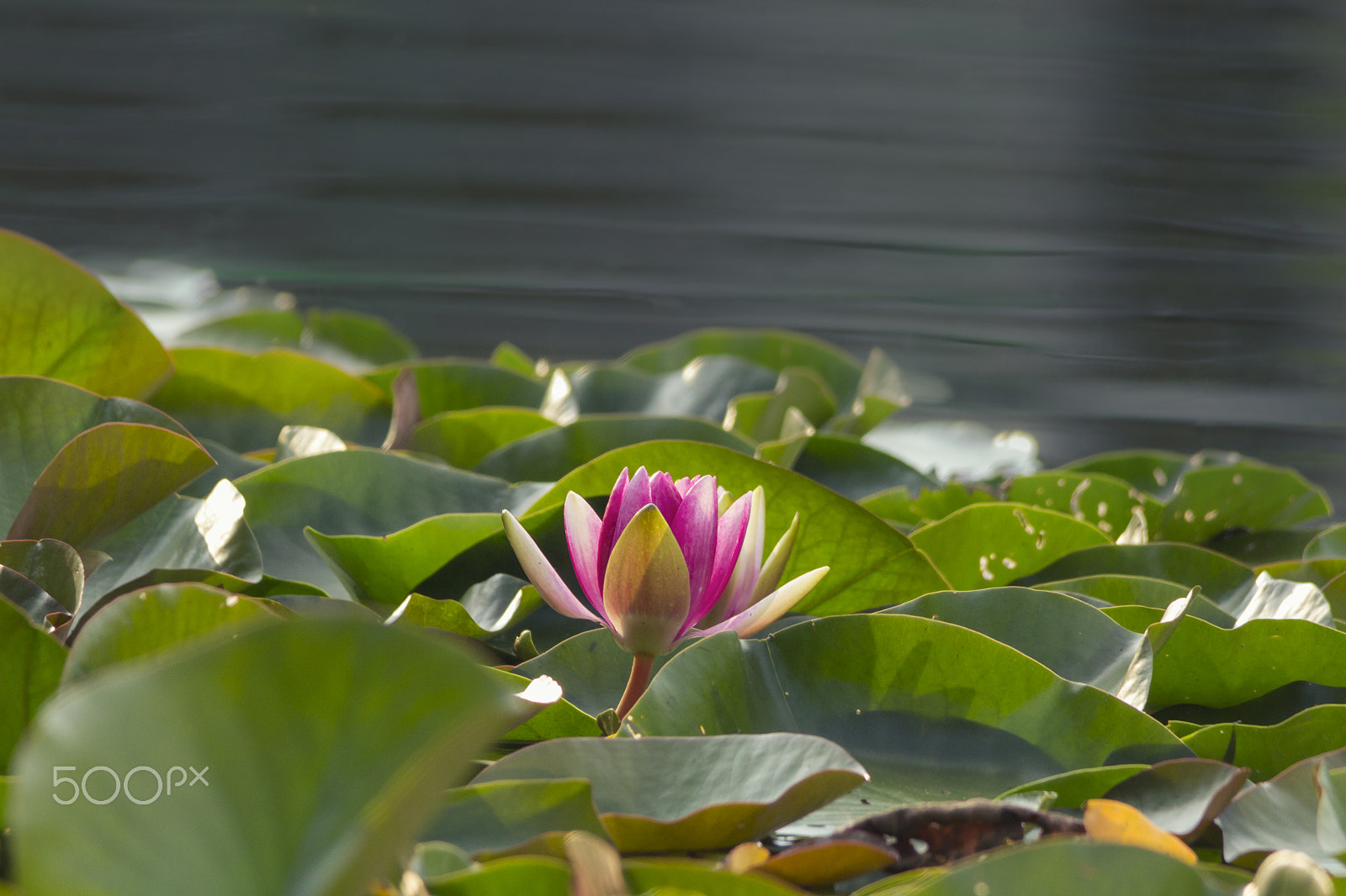 Sigma 150-500mm F5-6.3 DG OS HSM sample photo. Seerose photography
