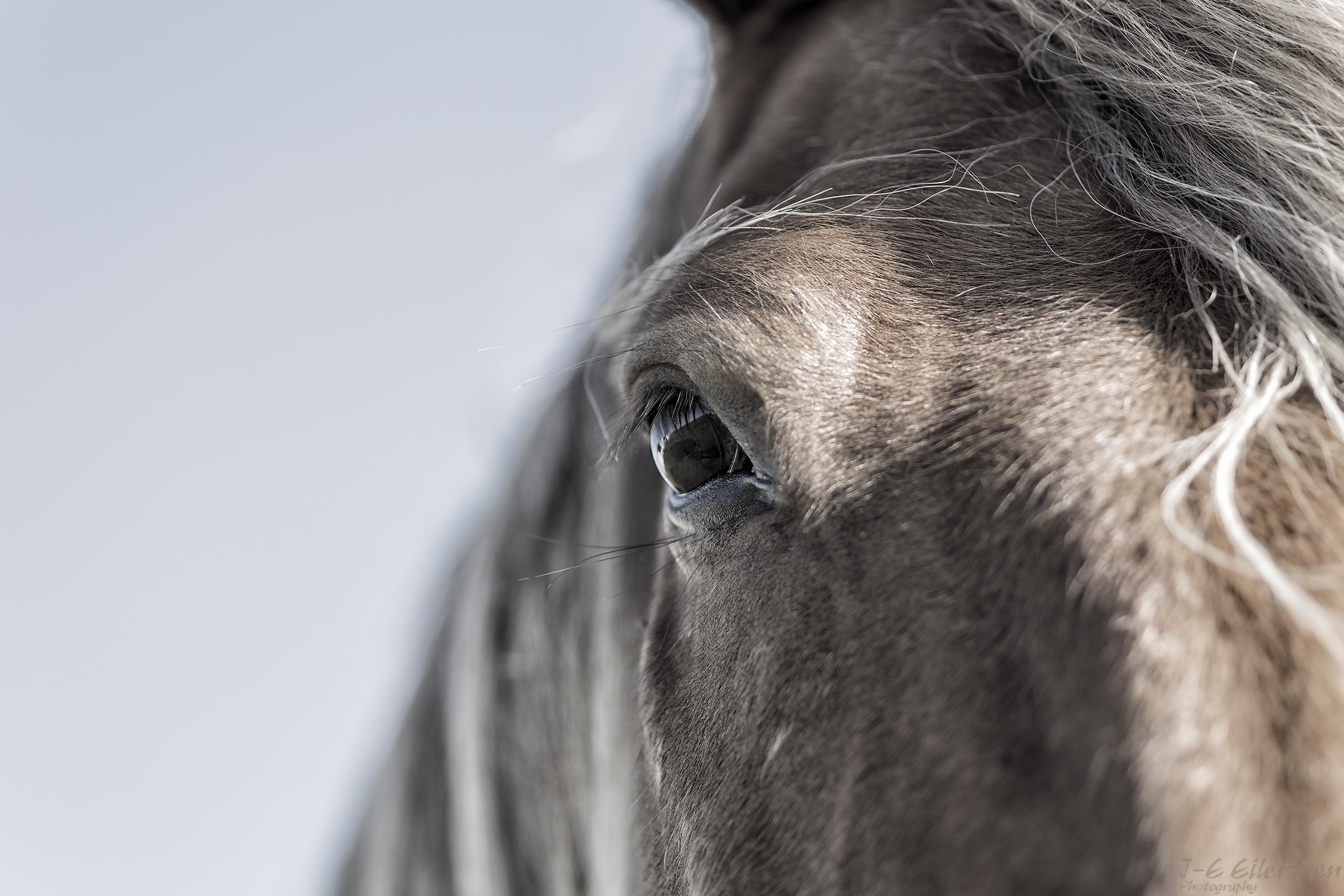 Canon EOS 6D + Sigma 105mm F2.8 EX DG Macro sample photo. The eye photography