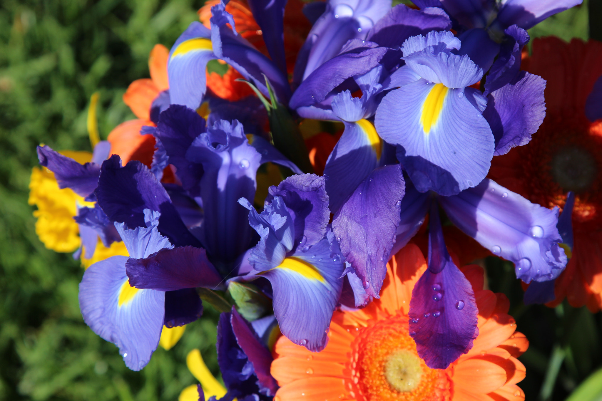 Canon EOS 600D (Rebel EOS T3i / EOS Kiss X5) sample photo. Iris photography