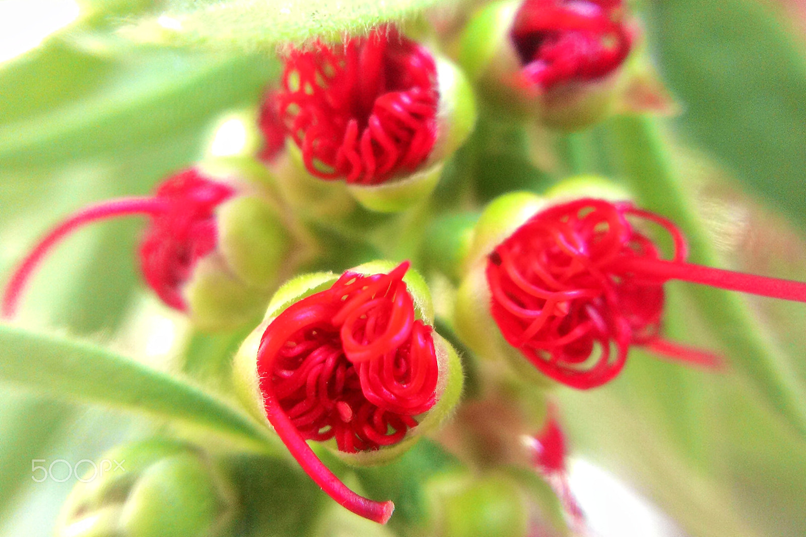 ASUS ZenFone 4 (A400CG) sample photo. Kajuputih blossom photography