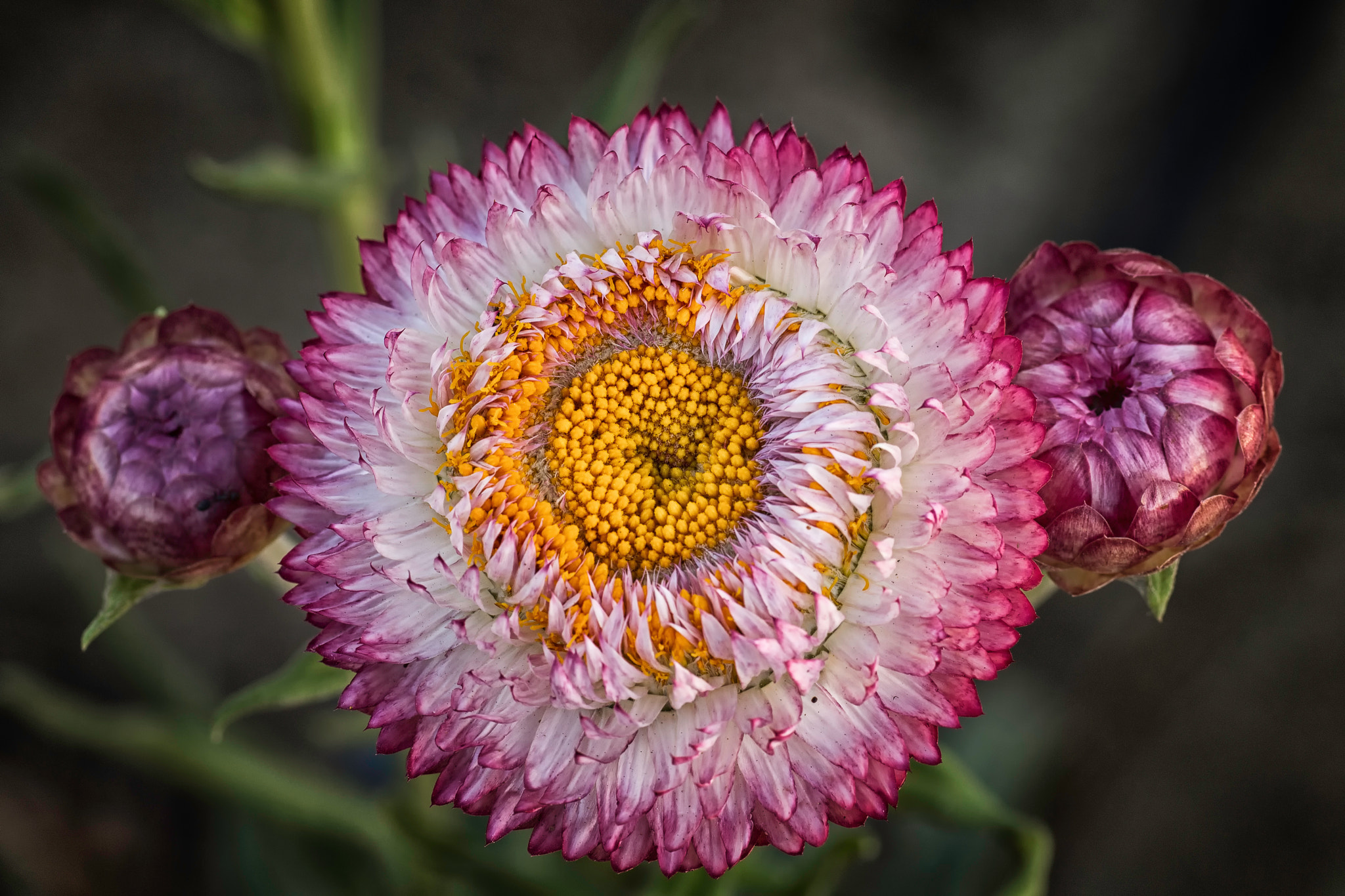 Sigma 50mm f/1.4 EX DG HSM + 1.4x sample photo. Beauty photography