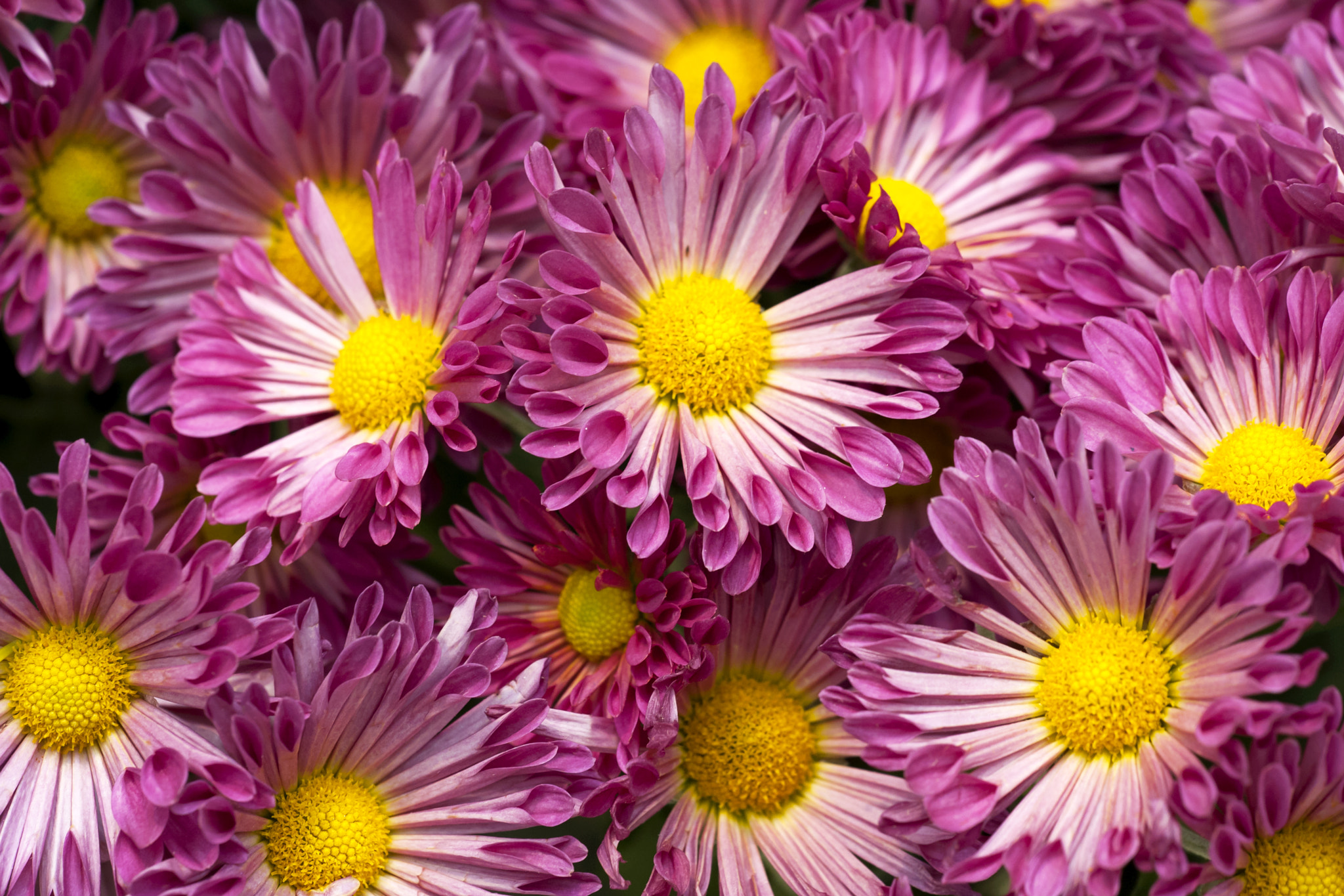 Sigma 150mm F2.8 EX DG Macro HSM sample photo. Gb photography