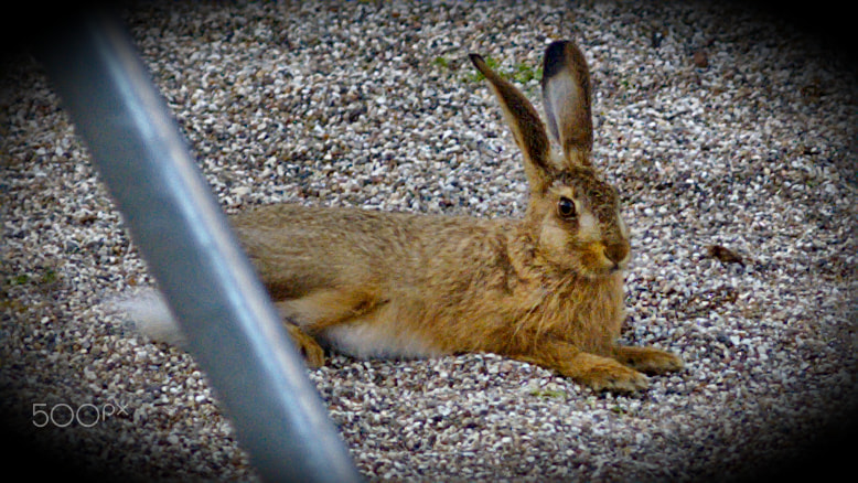 Canon EOS 5D + Canon EF 300mm F4L IS USM sample photo. Attheplayground photography