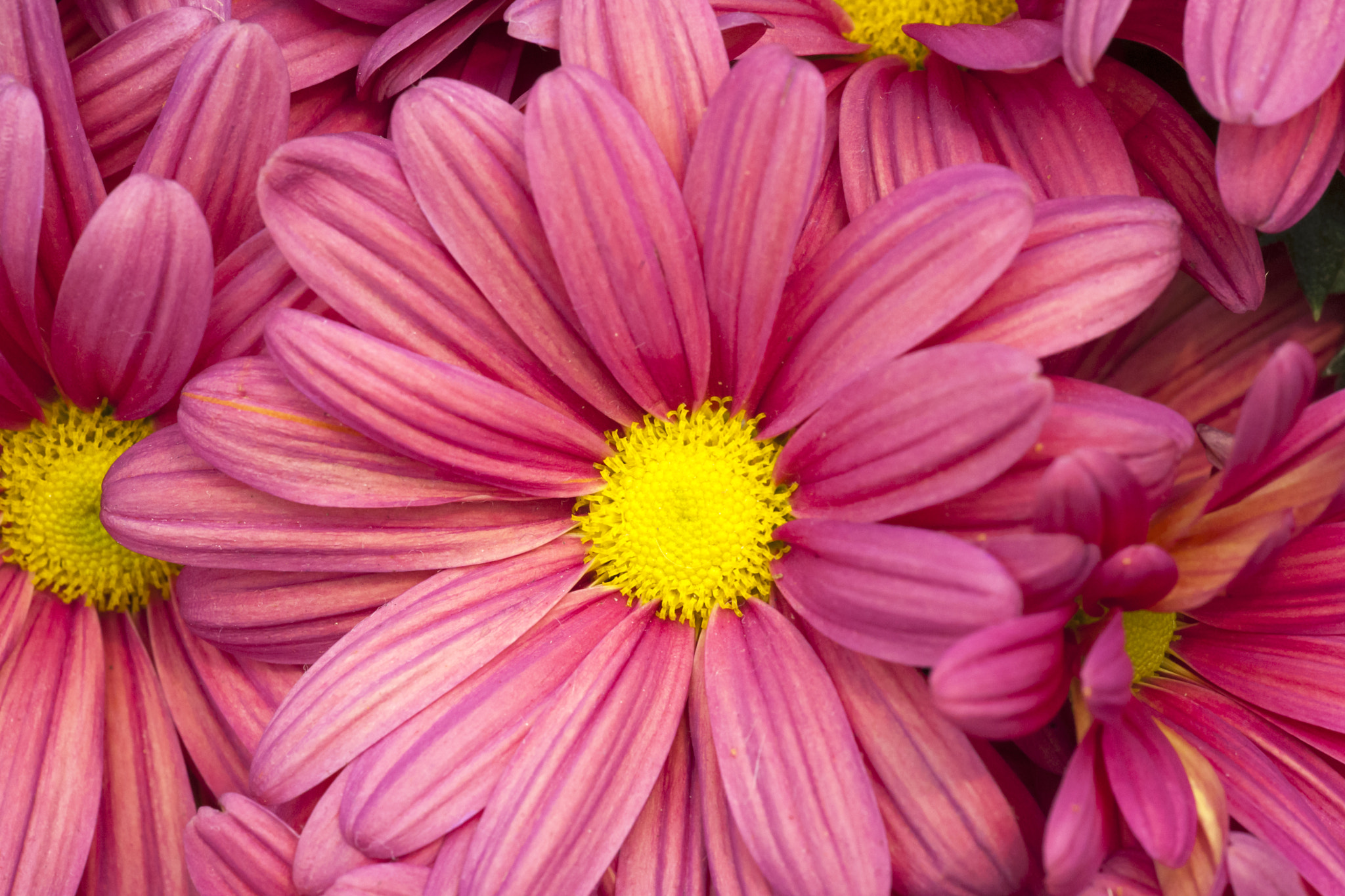 Sigma 150mm F2.8 EX DG Macro HSM sample photo. Gb photography