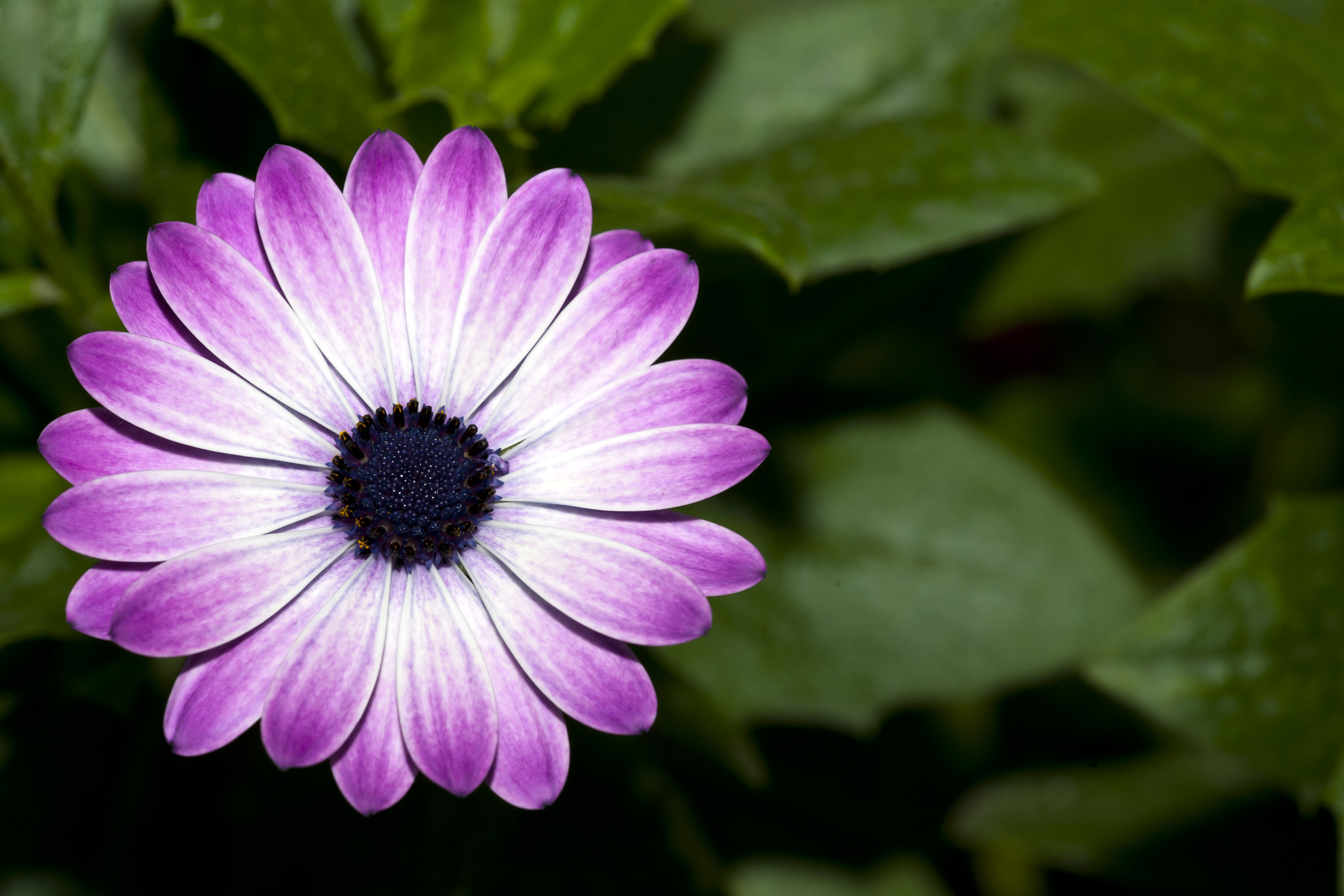 Sigma 150mm F2.8 EX DG Macro HSM sample photo. Gb photography