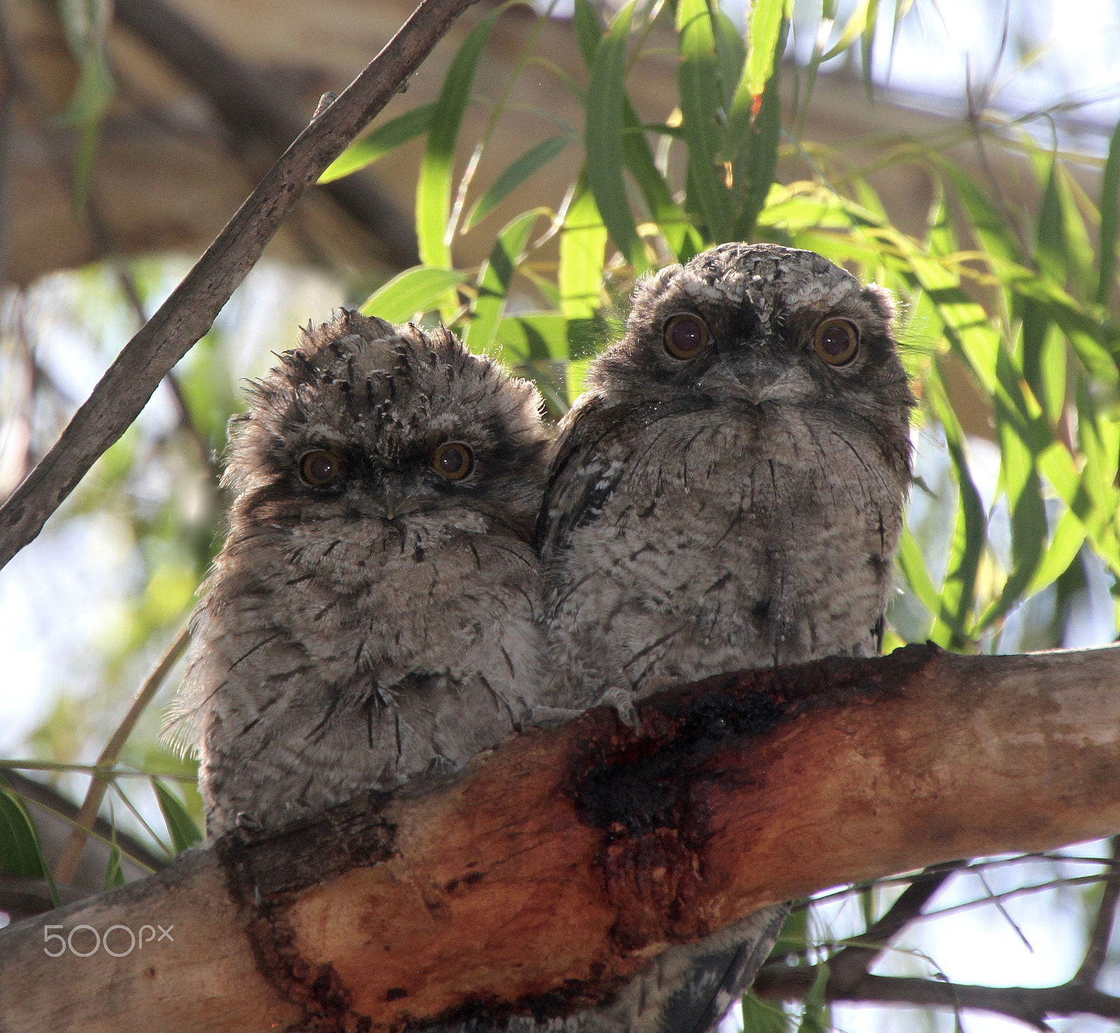 Canon EOS 7D + Tamron AF 18-270mm F3.5-6.3 Di II VC LD Aspherical (IF) MACRO sample photo. A pair of tawny frogmouth youngsters photography