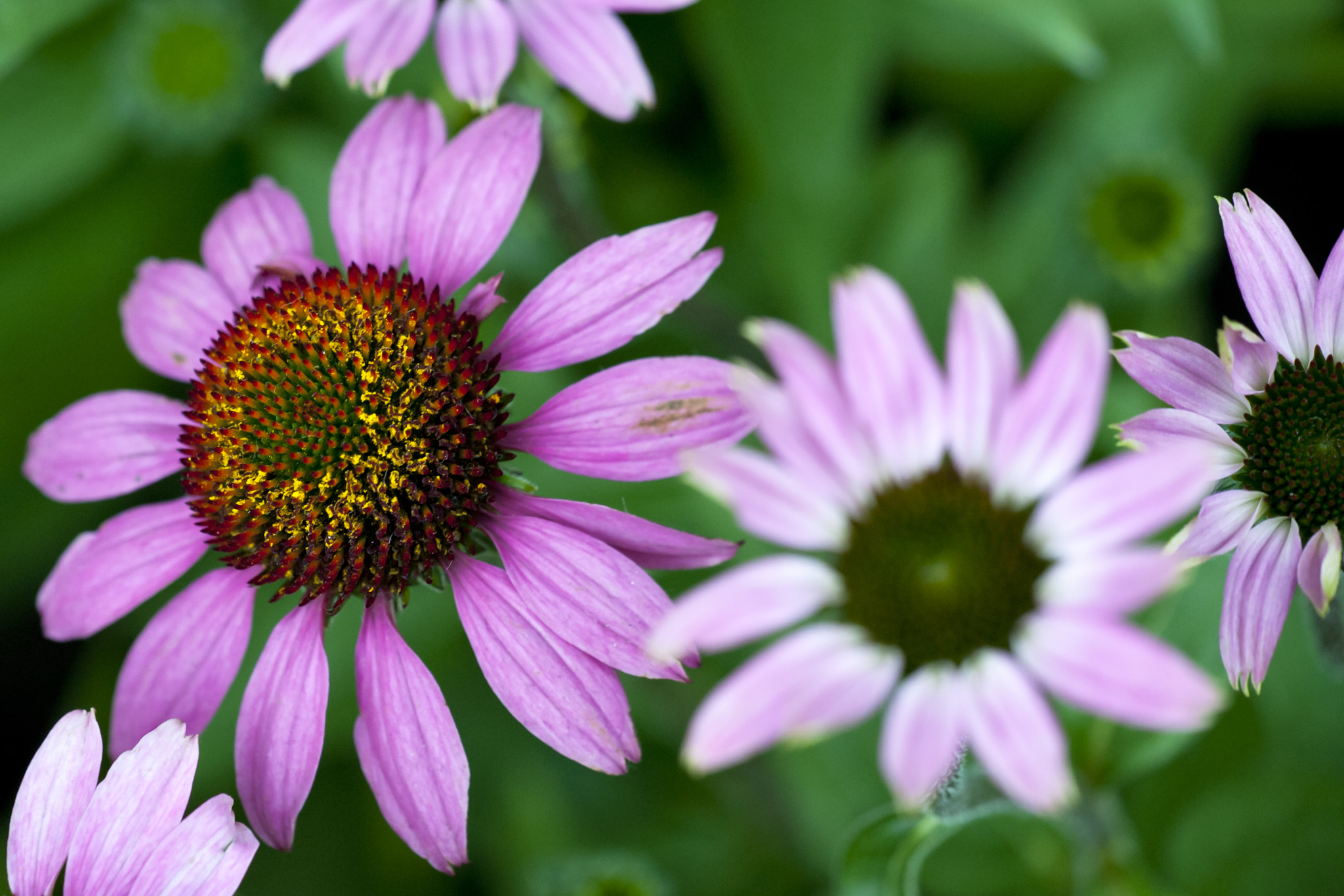 Sigma 150mm F2.8 EX DG Macro HSM sample photo. Gb photography