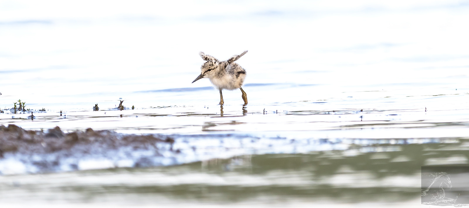 Canon EF 300mm F2.8L IS USM sample photo. Pied stilt 24 photography