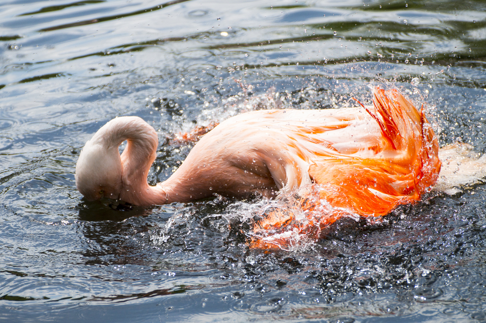 Tamron SP 70-300mm F4-5.6 Di USD sample photo. Burning water photography