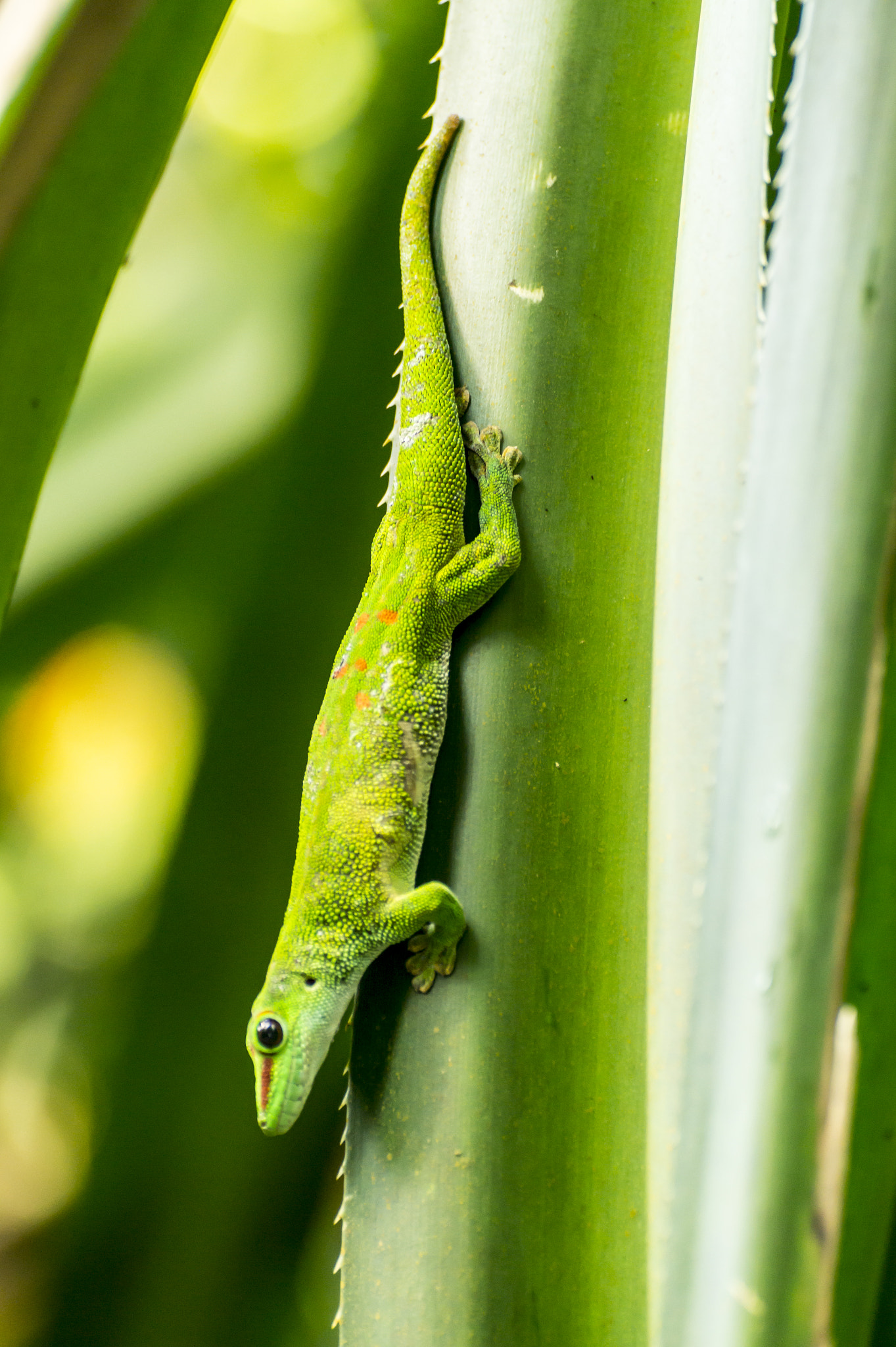 Tamron SP 70-300mm F4-5.6 Di USD sample photo. Green in green photography