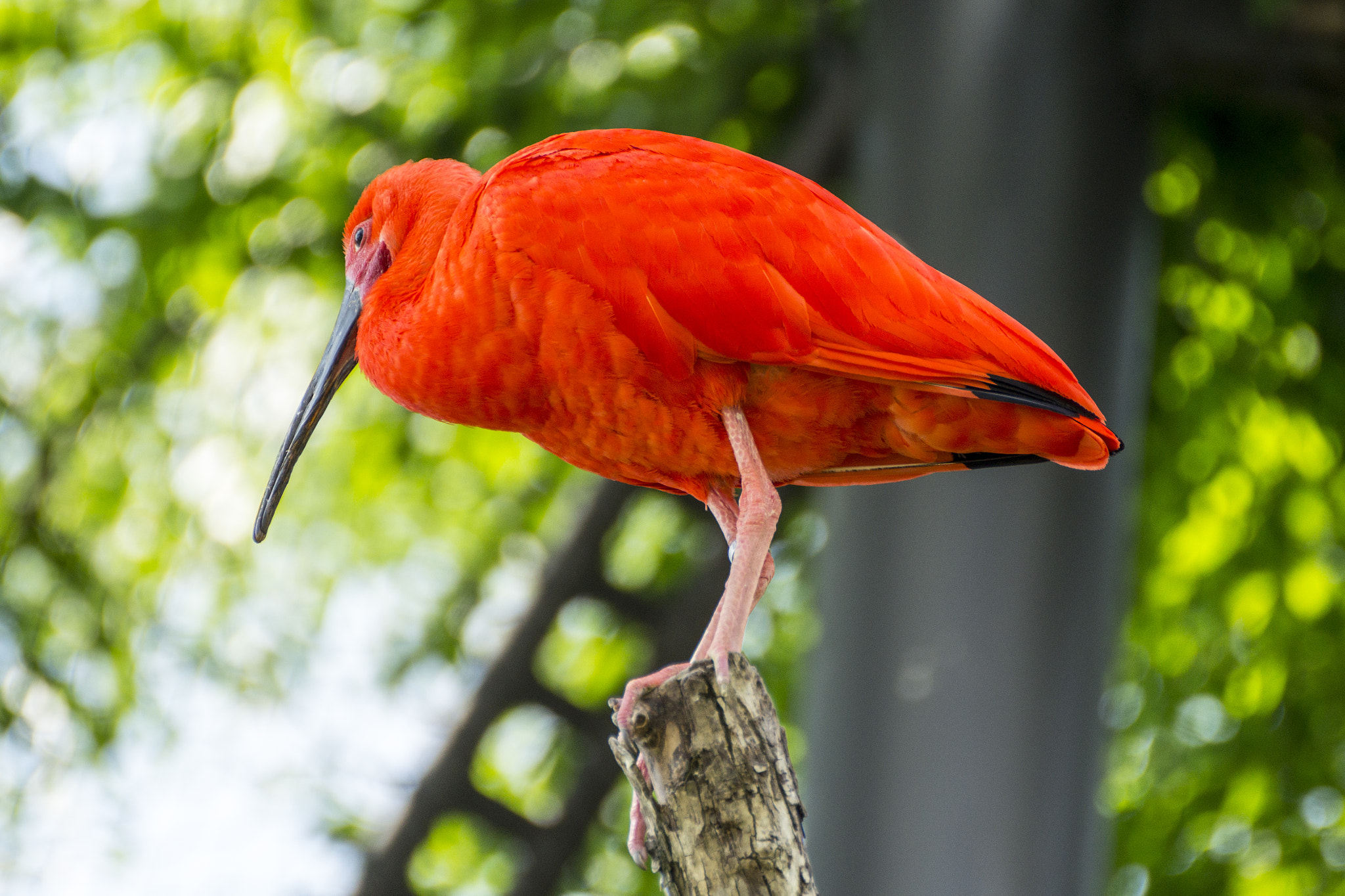 Tamron SP 70-300mm F4-5.6 Di USD sample photo. The red one photography