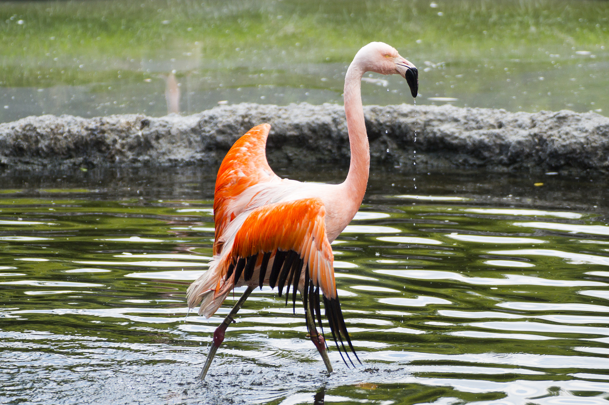 Tamron SP 70-300mm F4-5.6 Di USD sample photo. Flamingo king photography