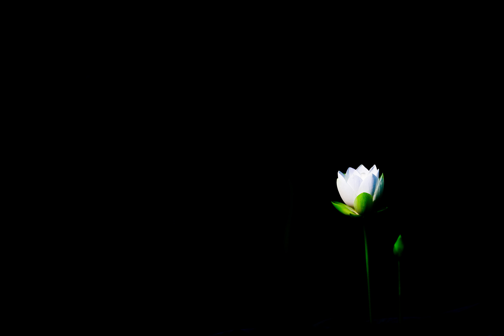 Canon EOS-1D X + Canon EF 200mm F2L IS USM sample photo